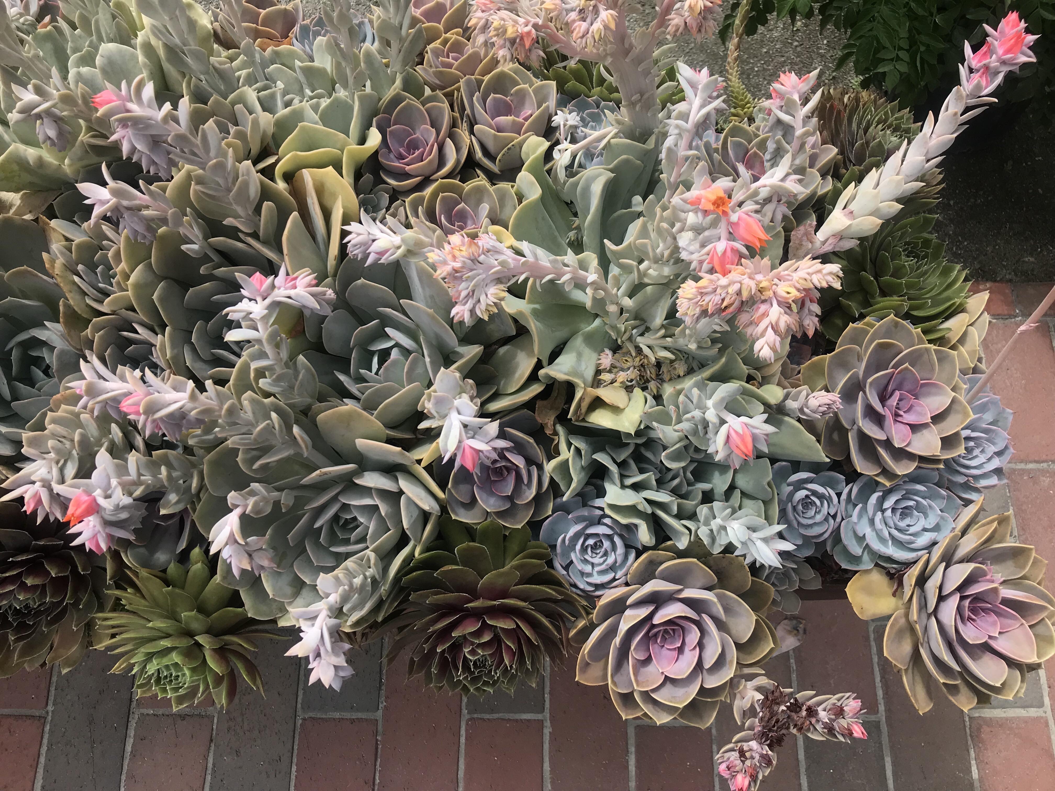 display at a shop in Narragansett, Rhode Island. r/succulents