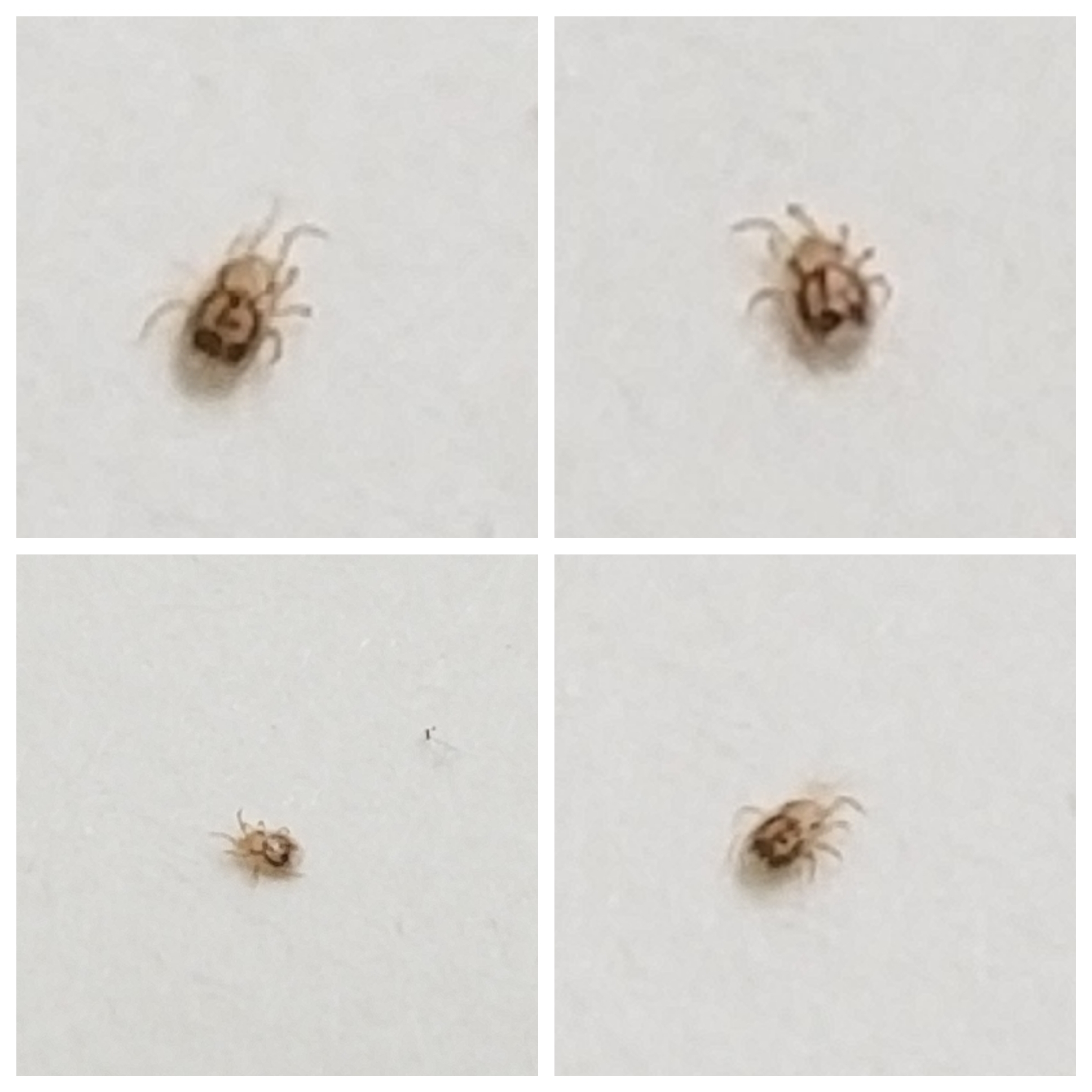 Found this in my bedroom, it was the size of a grain of sand, smaller