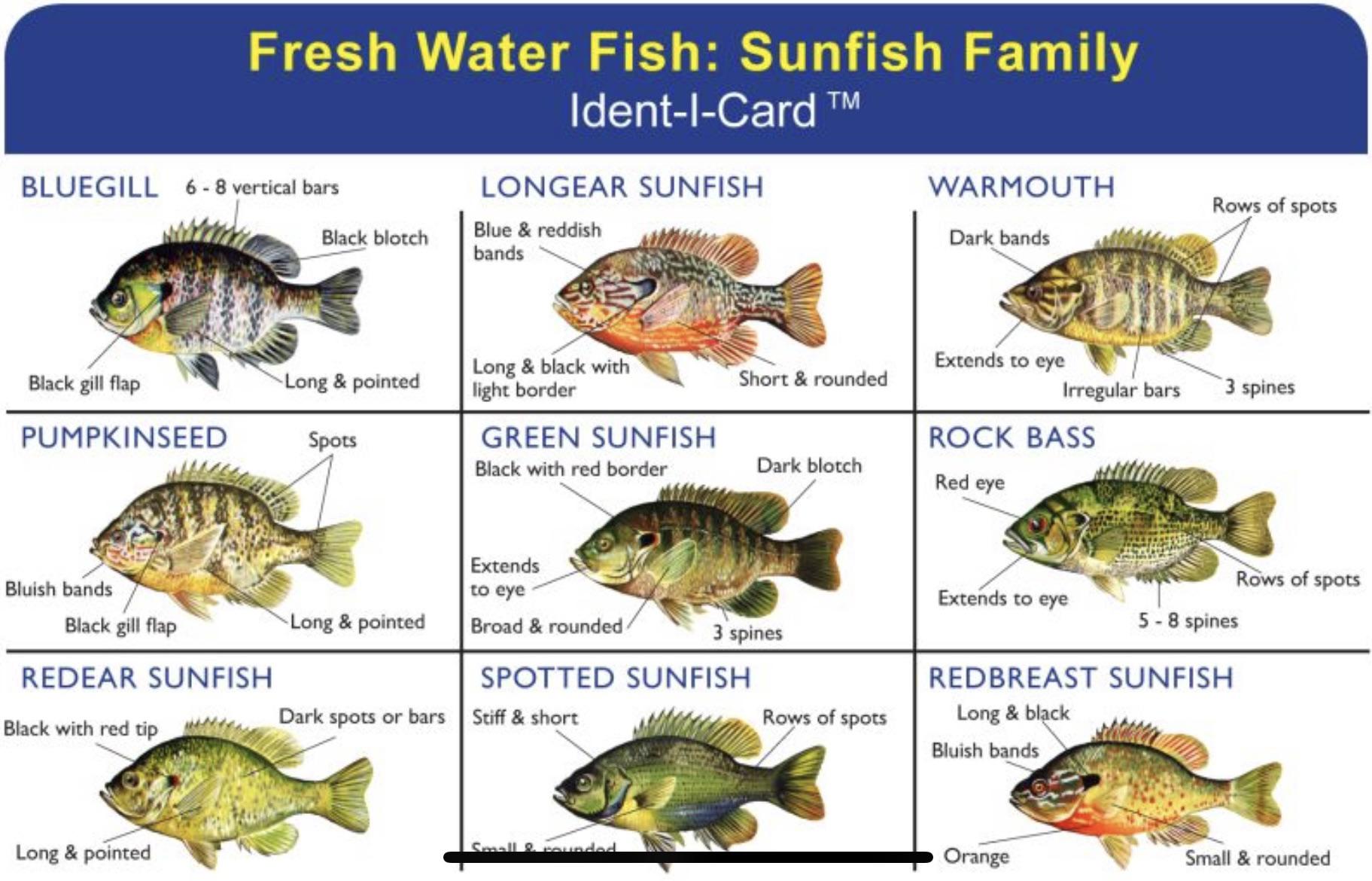 Been seeing a lot of warmouth and rock bass ID post so I figured this