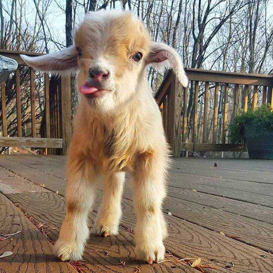 Baby Goat r/aww