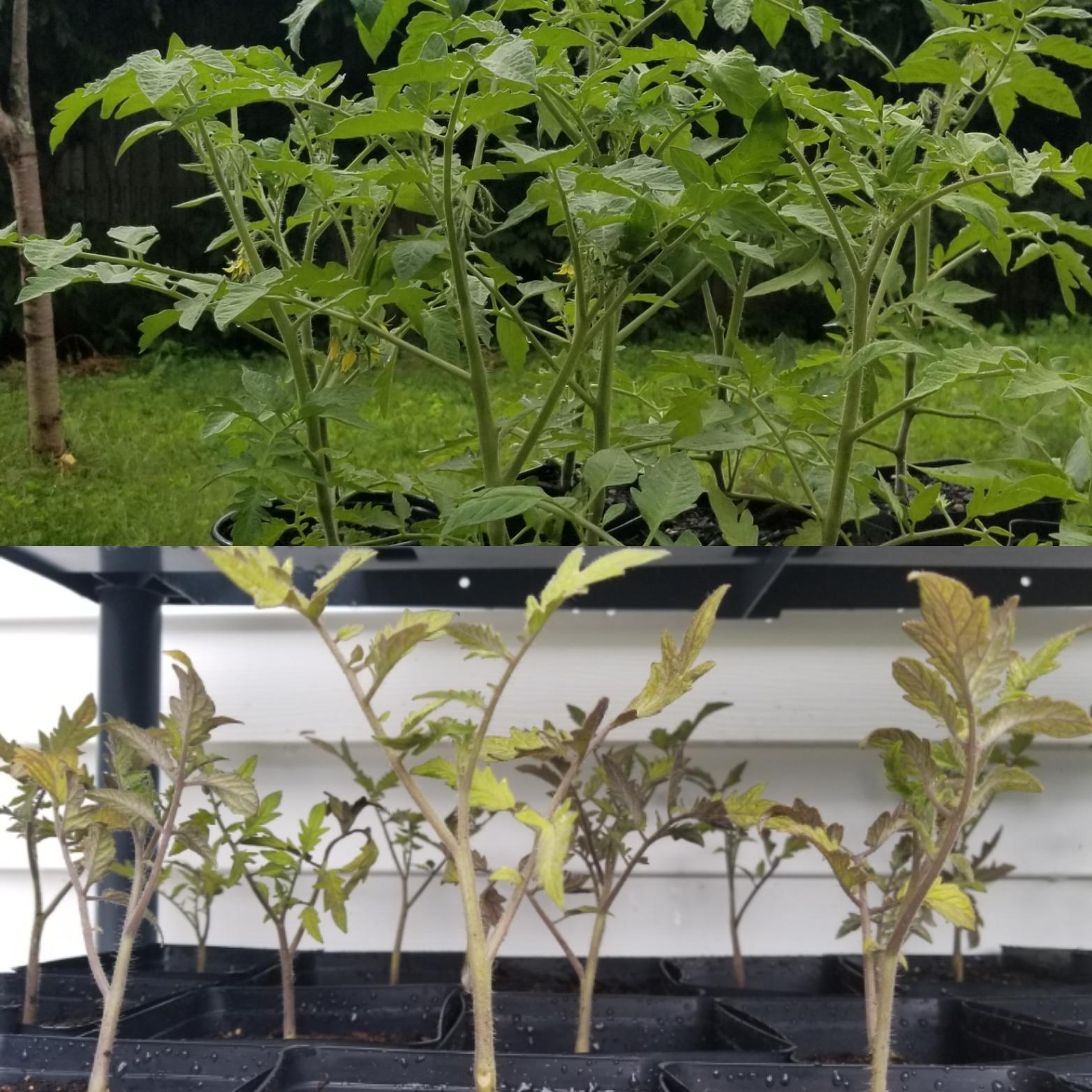 Before and after tomato plants. Thank you for your tips guys! I'm more