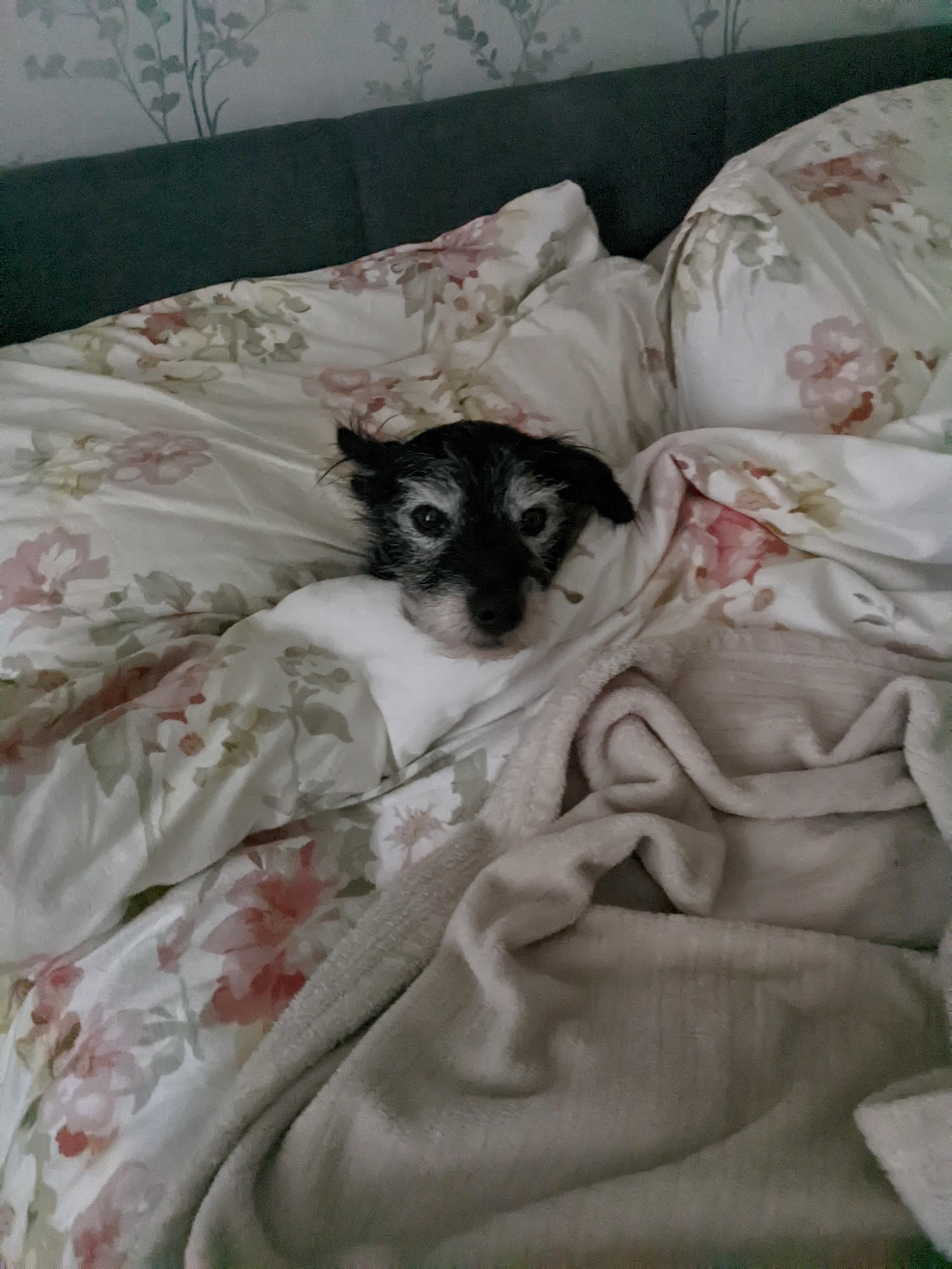 Went to the toilet and returned to find my spot in bed had been taken