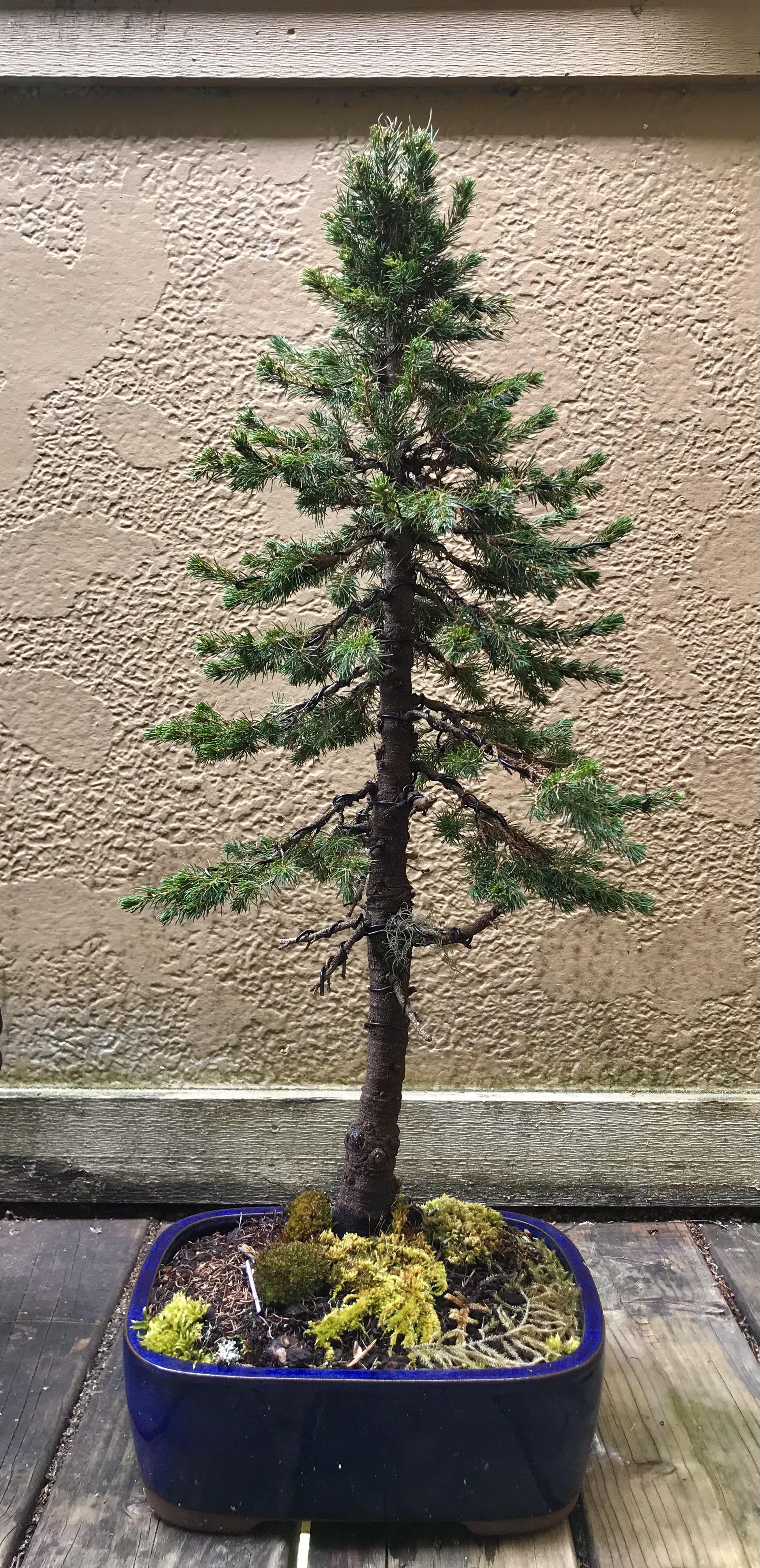 This is my first bonsai. I designed it to resemble a Douglas fir. The