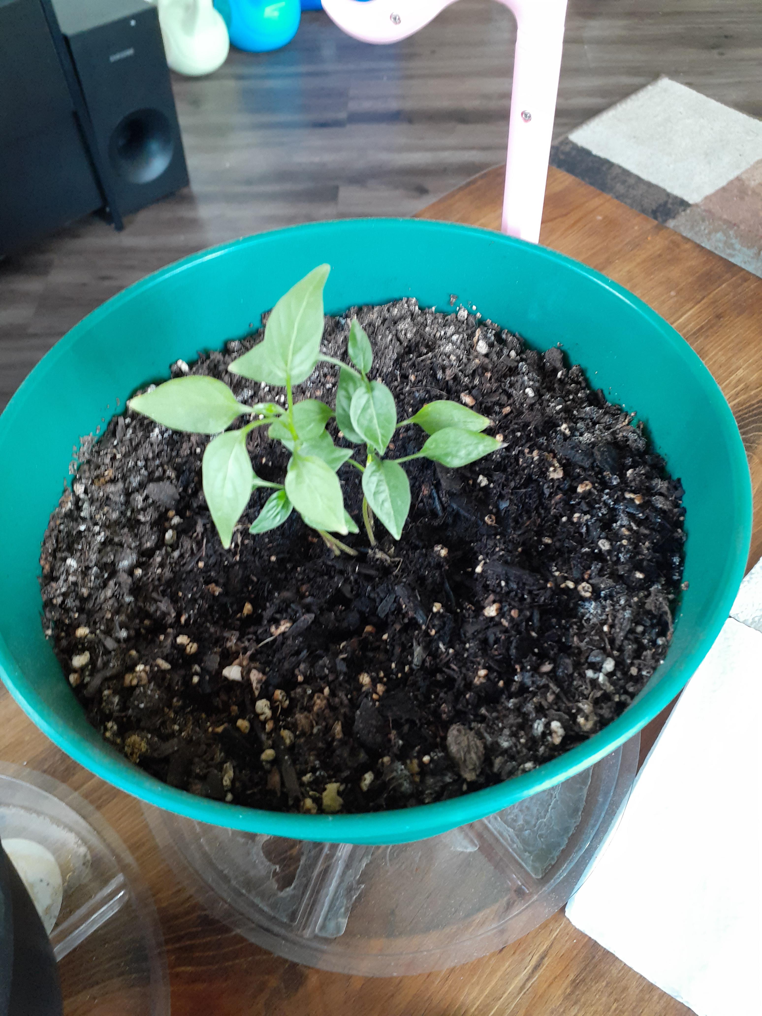 Las Cruces Cayenne pepper has stalled for over 10 weeks...still looks