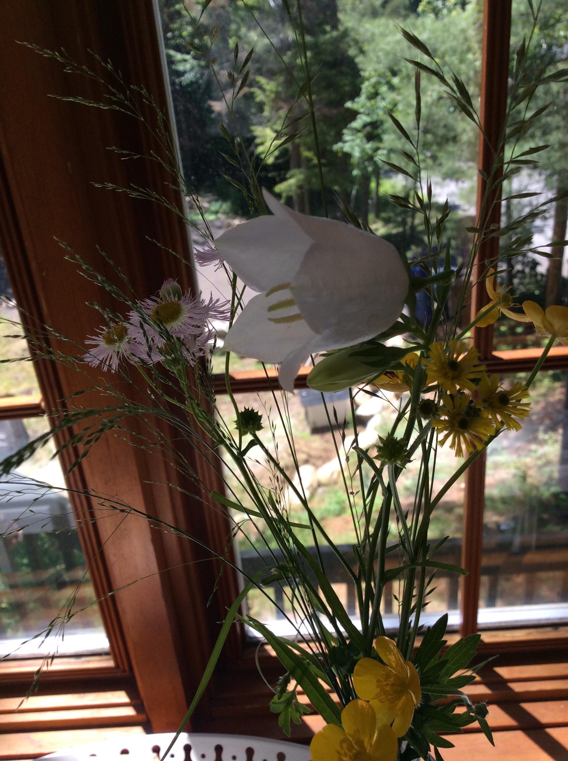 Found this cute little white flower growing in my backyard, anybody