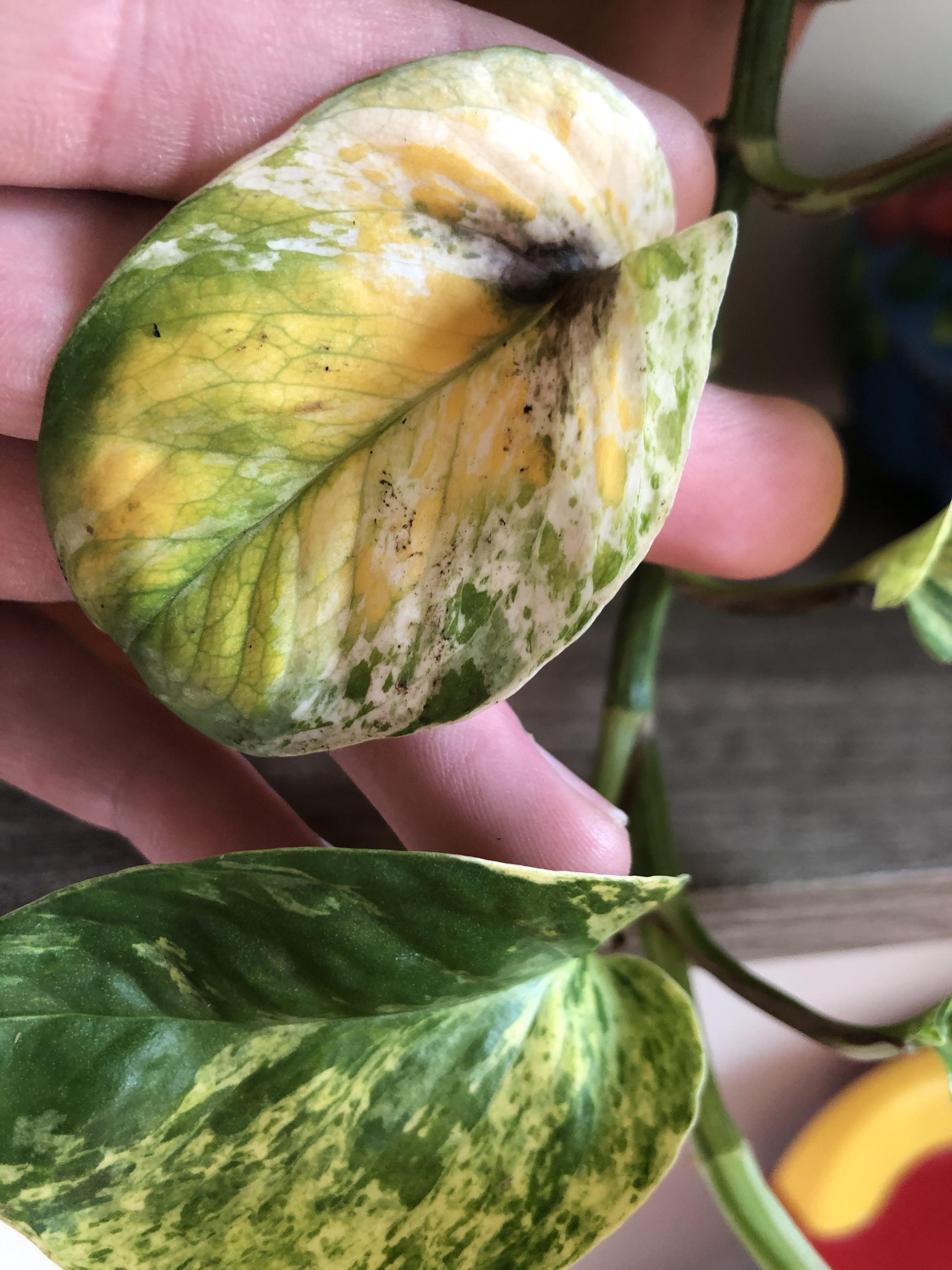 Any ideas on why this leaf has some yellowing on the marble queen