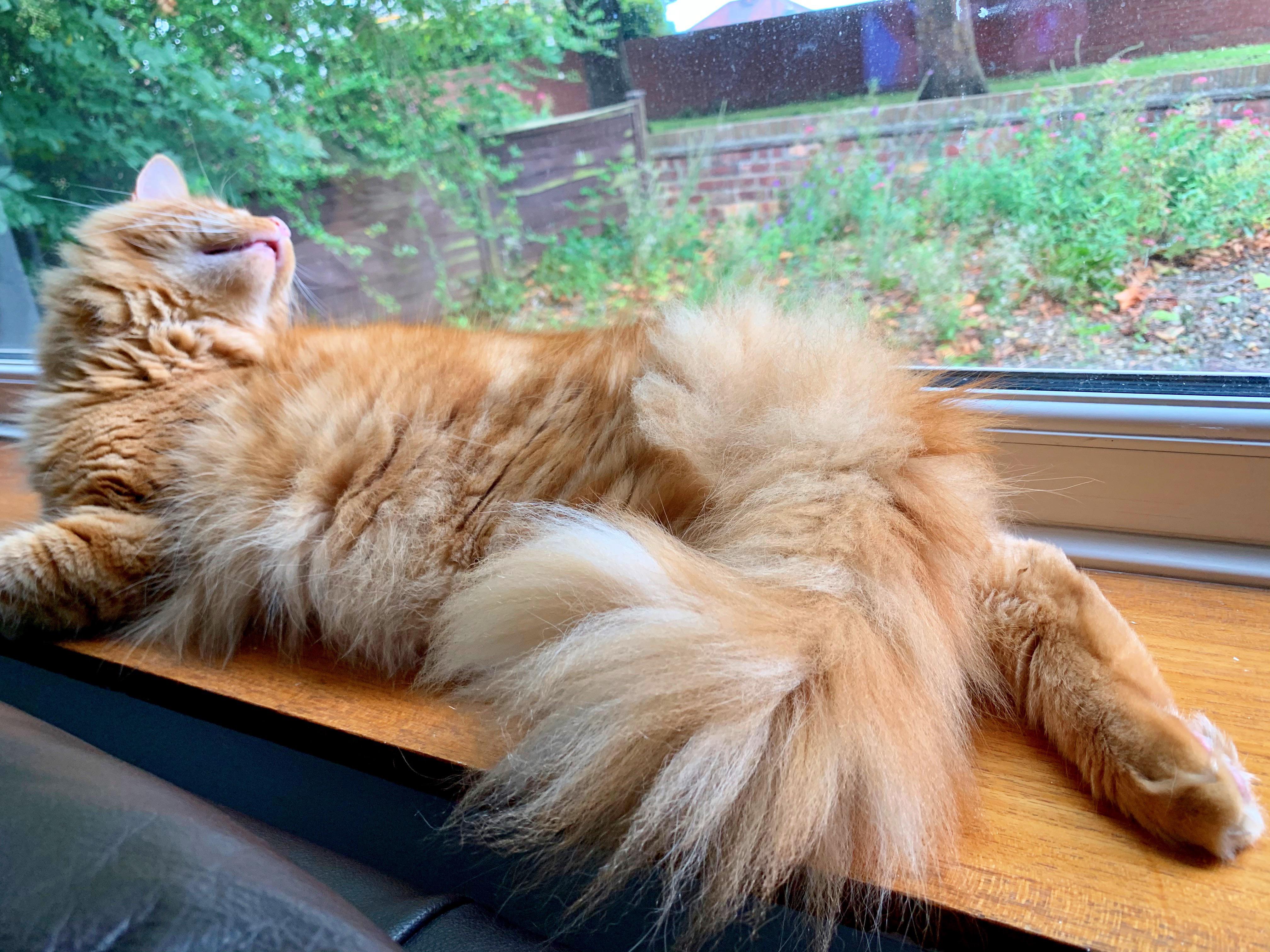 Tarquin is back and his tail is bigger than ever! r/bottlebrush