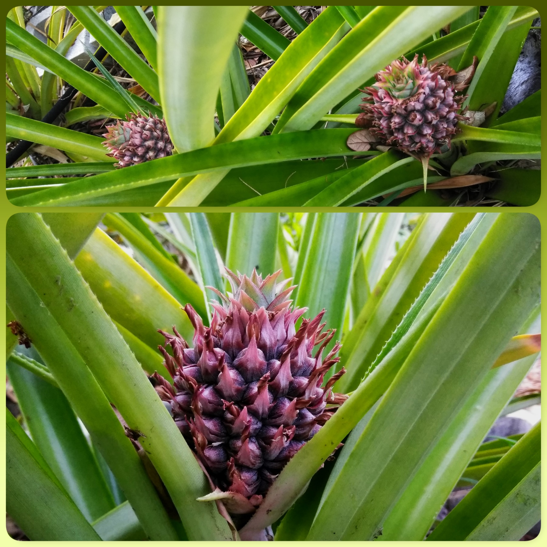 Pineapple season is here. D r/gardening