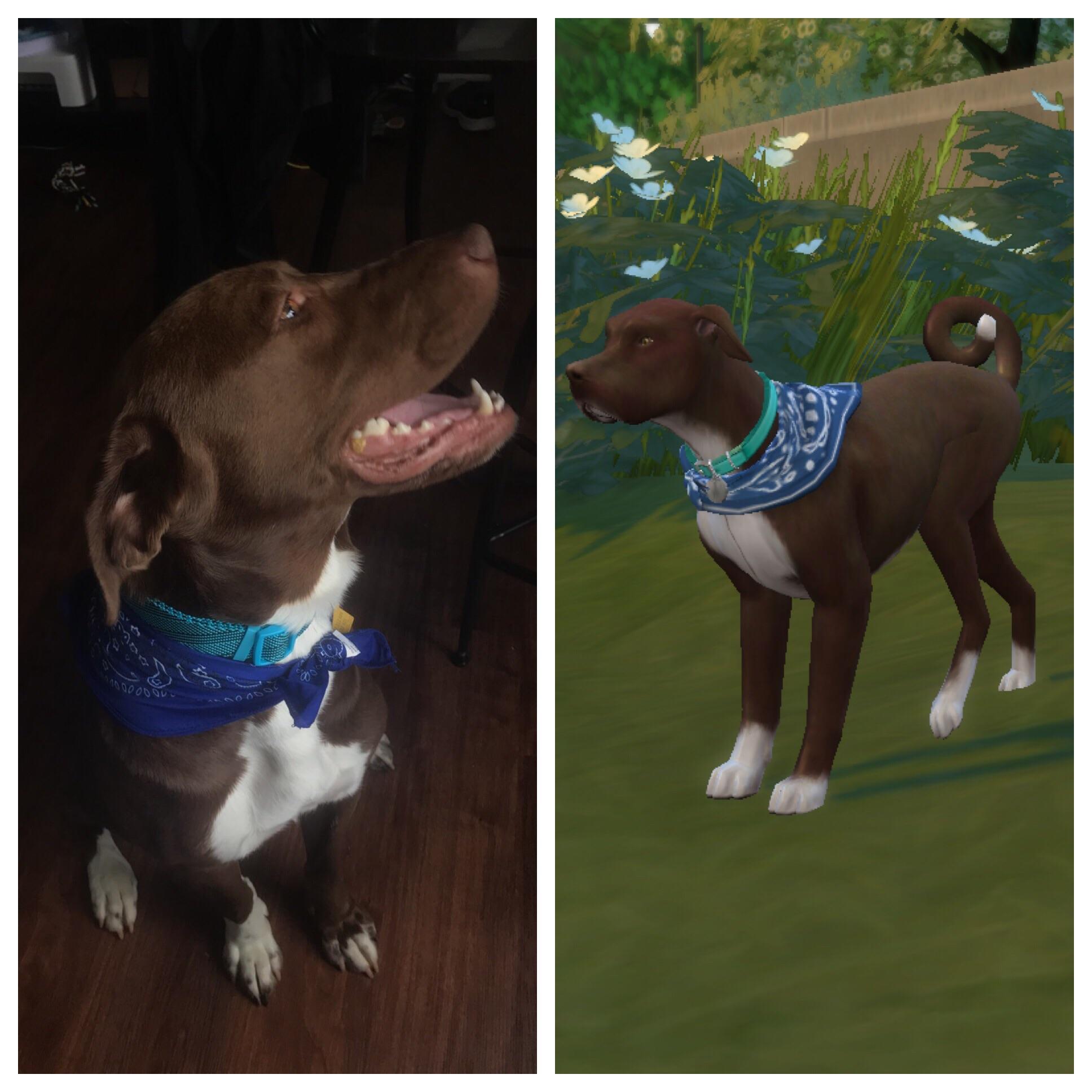 Tried my very best to make a Sim version of my dog. r/thesims