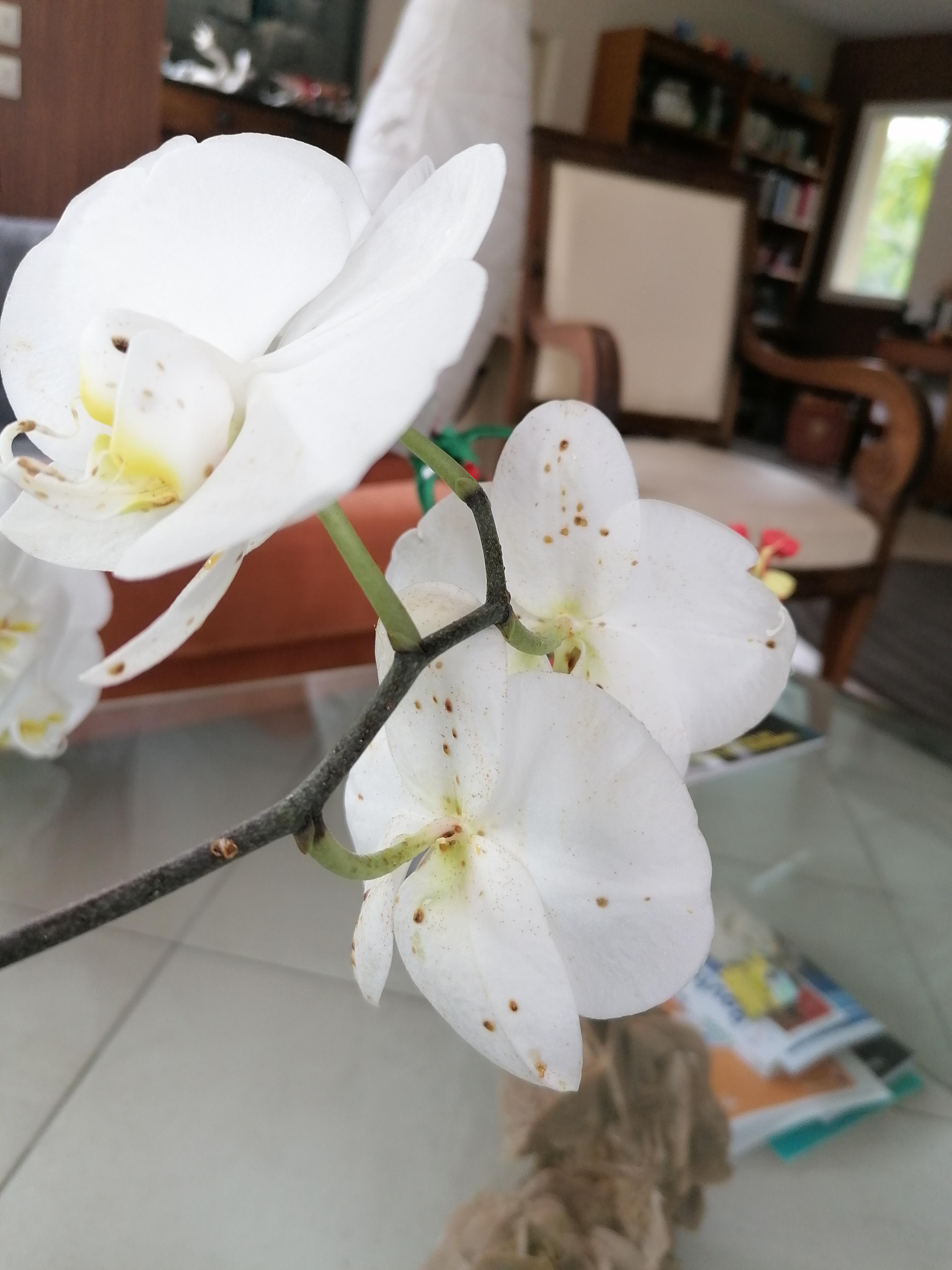 What are those sticky spots at the back of my orchid's flowers ? They