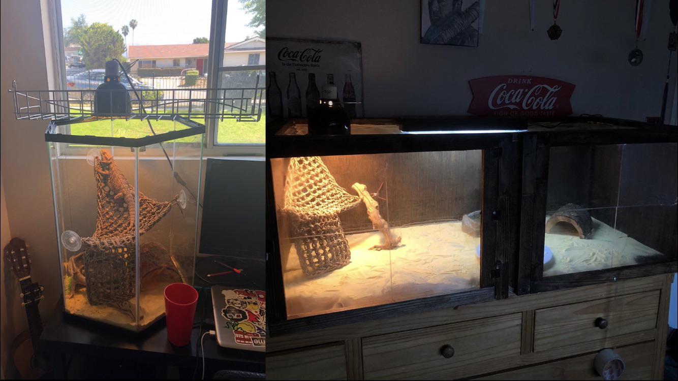 *Before/after* my girlfriend got a bearded dragon and the last owners