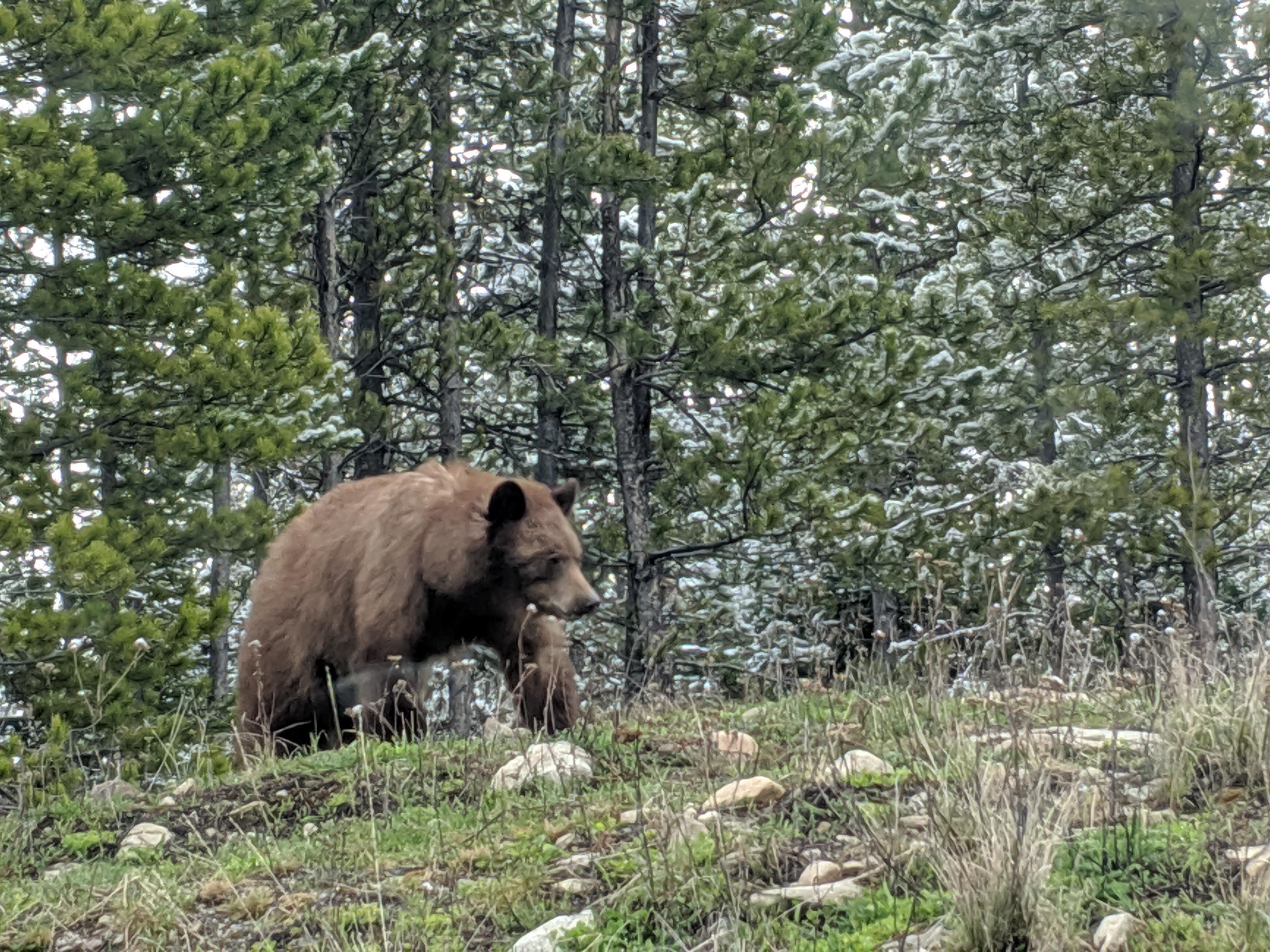 Bear in the big sky r/Montana