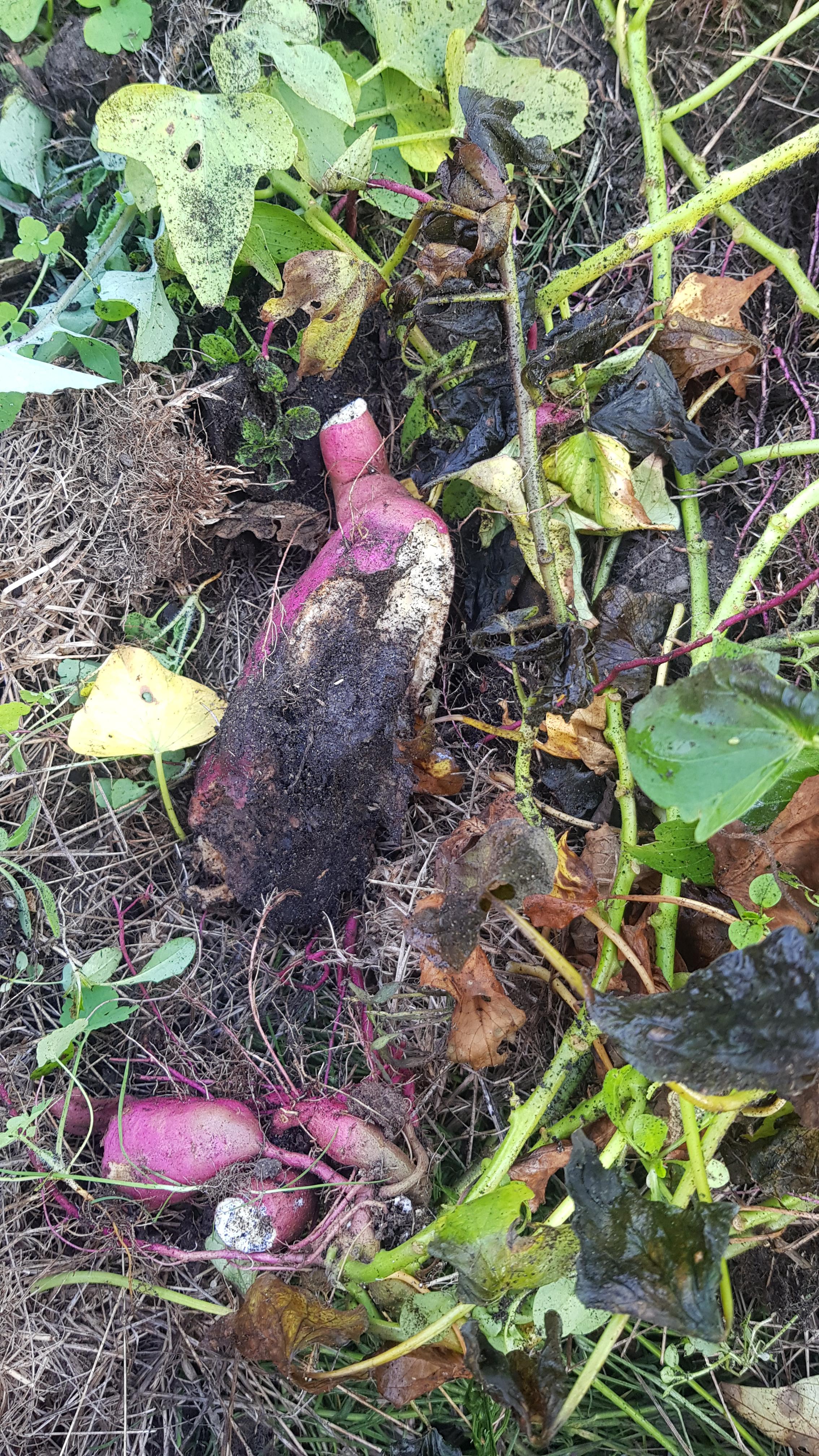 What happened to my sweet potatoes? Critters eating them from below