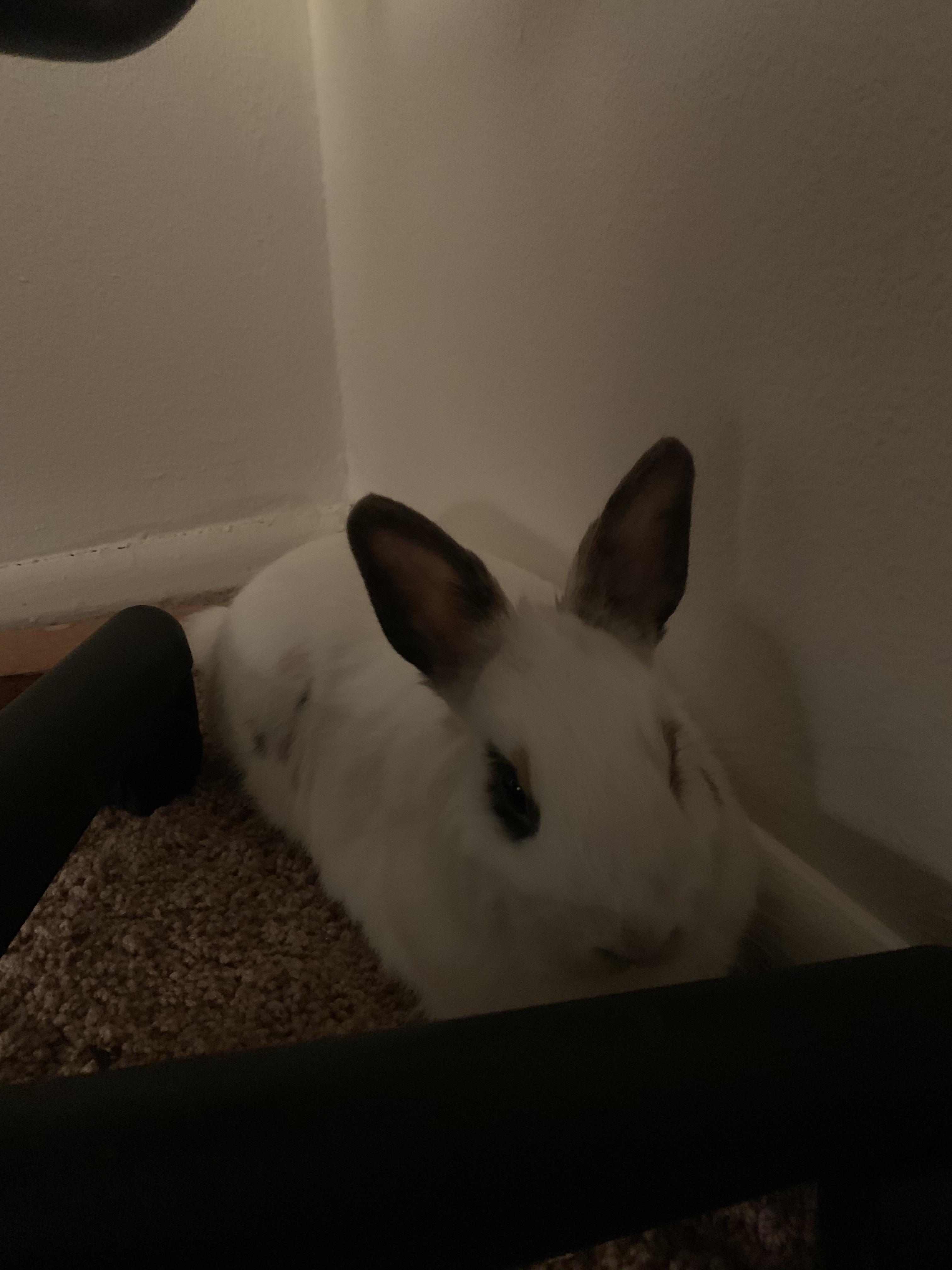My (male) rabbit is acting strange tonight since I got