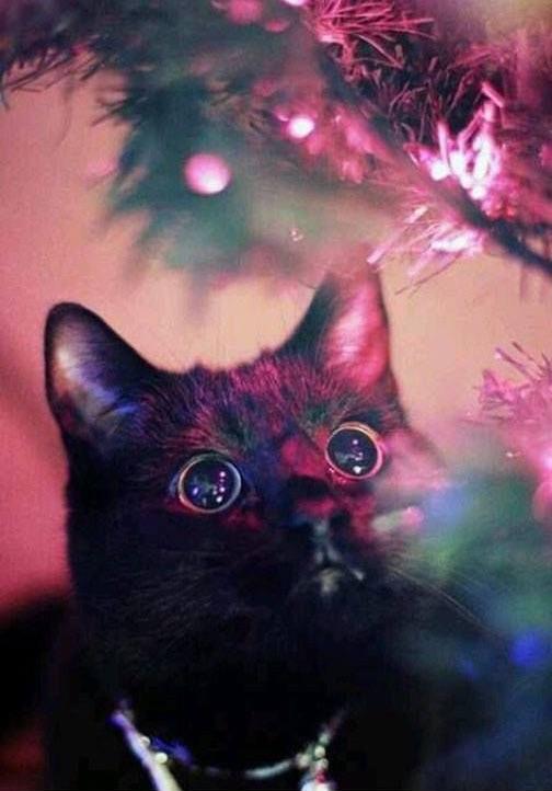 Cat in Awe of the Christmas Tree Lights r/CatsInAwe