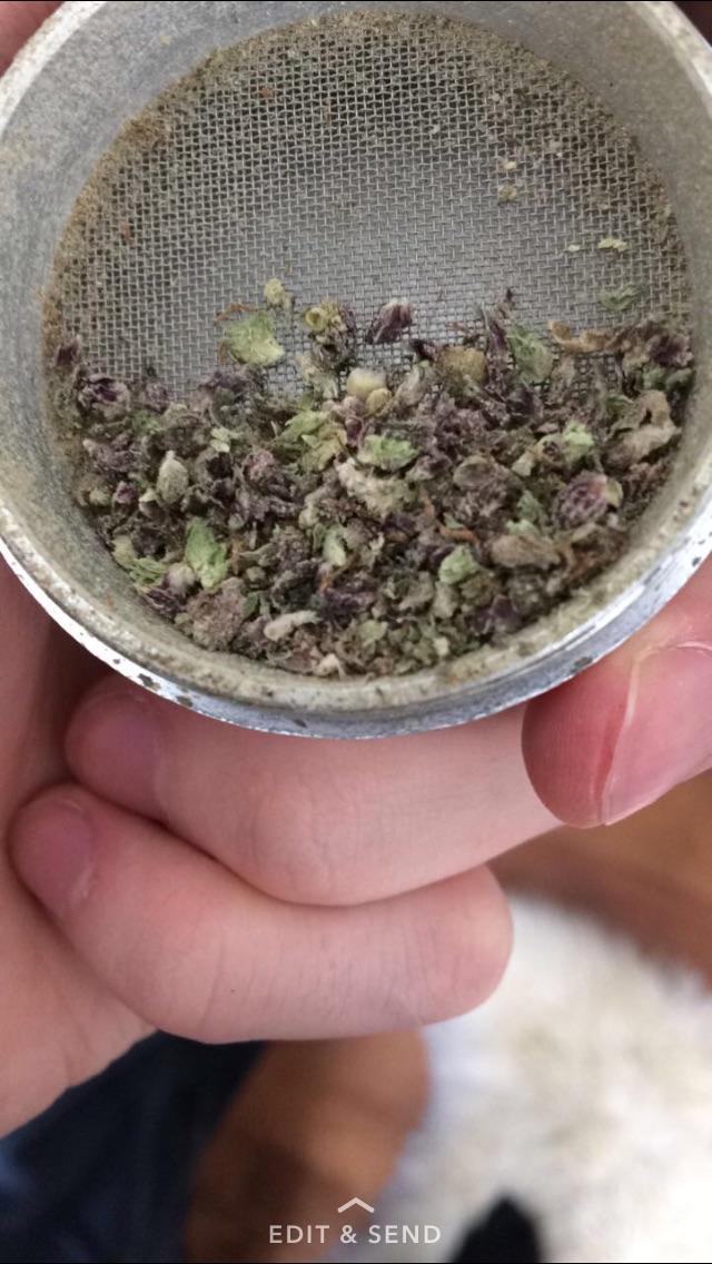 Purple bud from Newfoundland, Canada weed