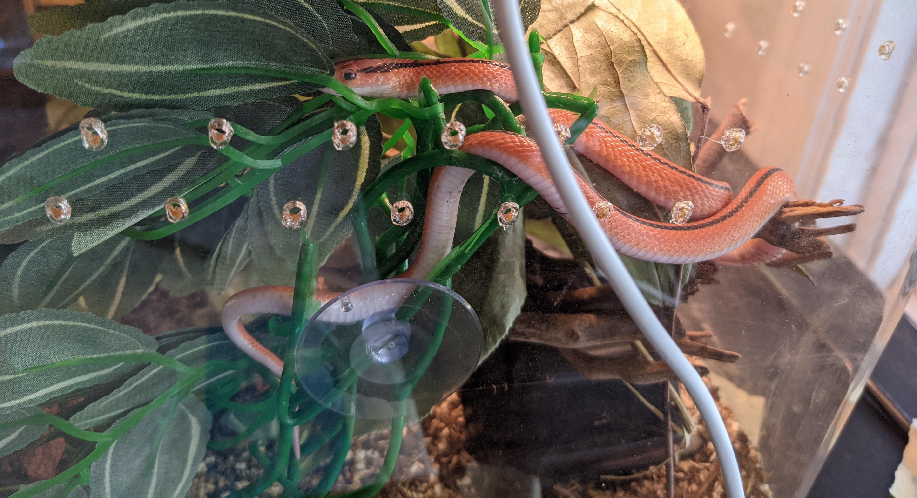 Bamboo tree snake? Gave this guy some height and he loves it r/snakes