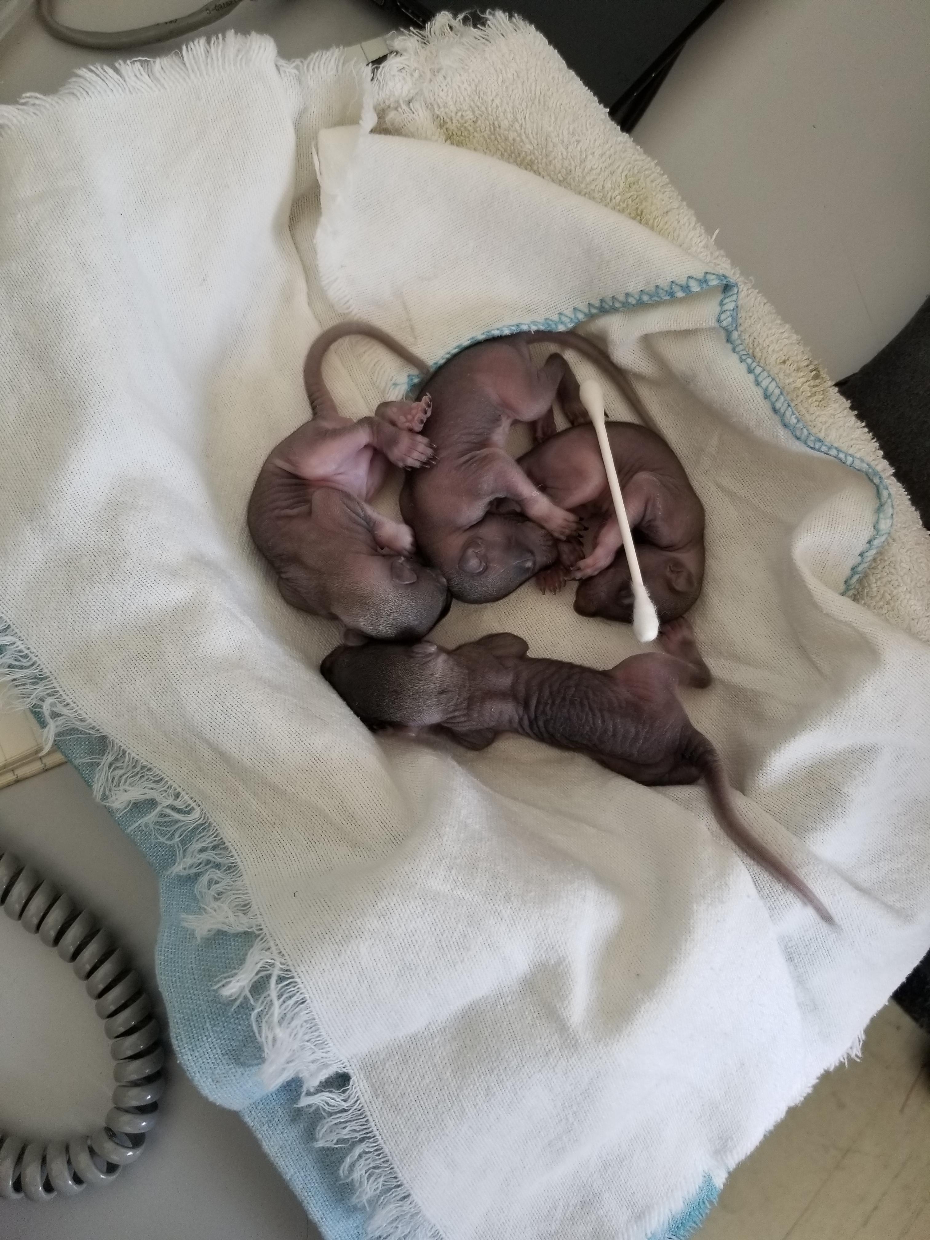 Taking care of some baby squirrels ! r/aww