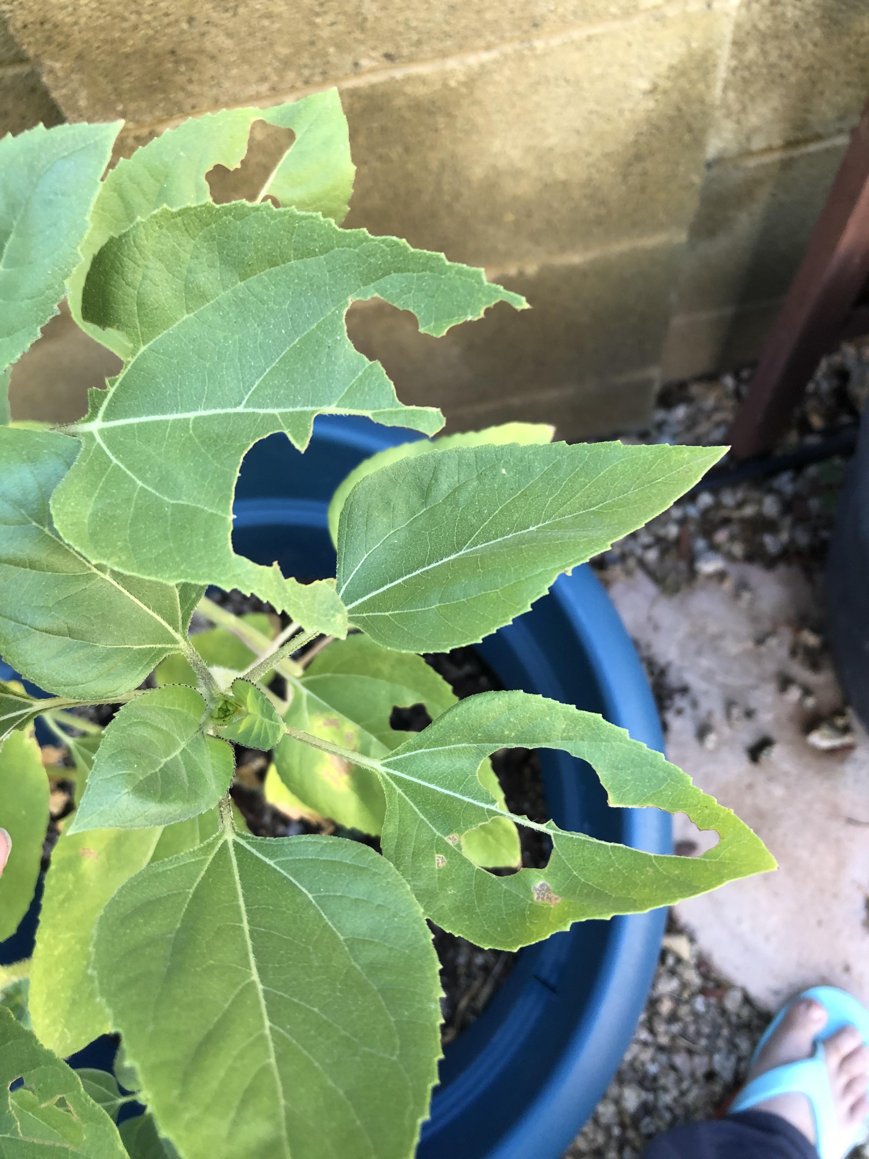 Any idea what could be eating my plants? I live in the Phoenix area. I