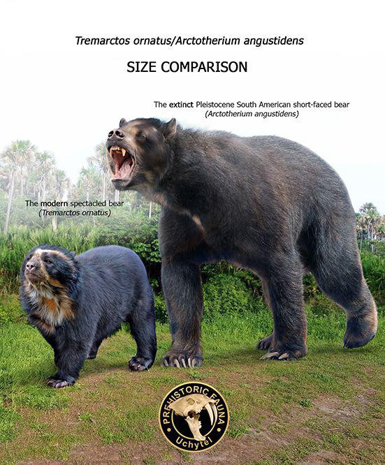 A size comparison between the South American Shortfaced Bear and the