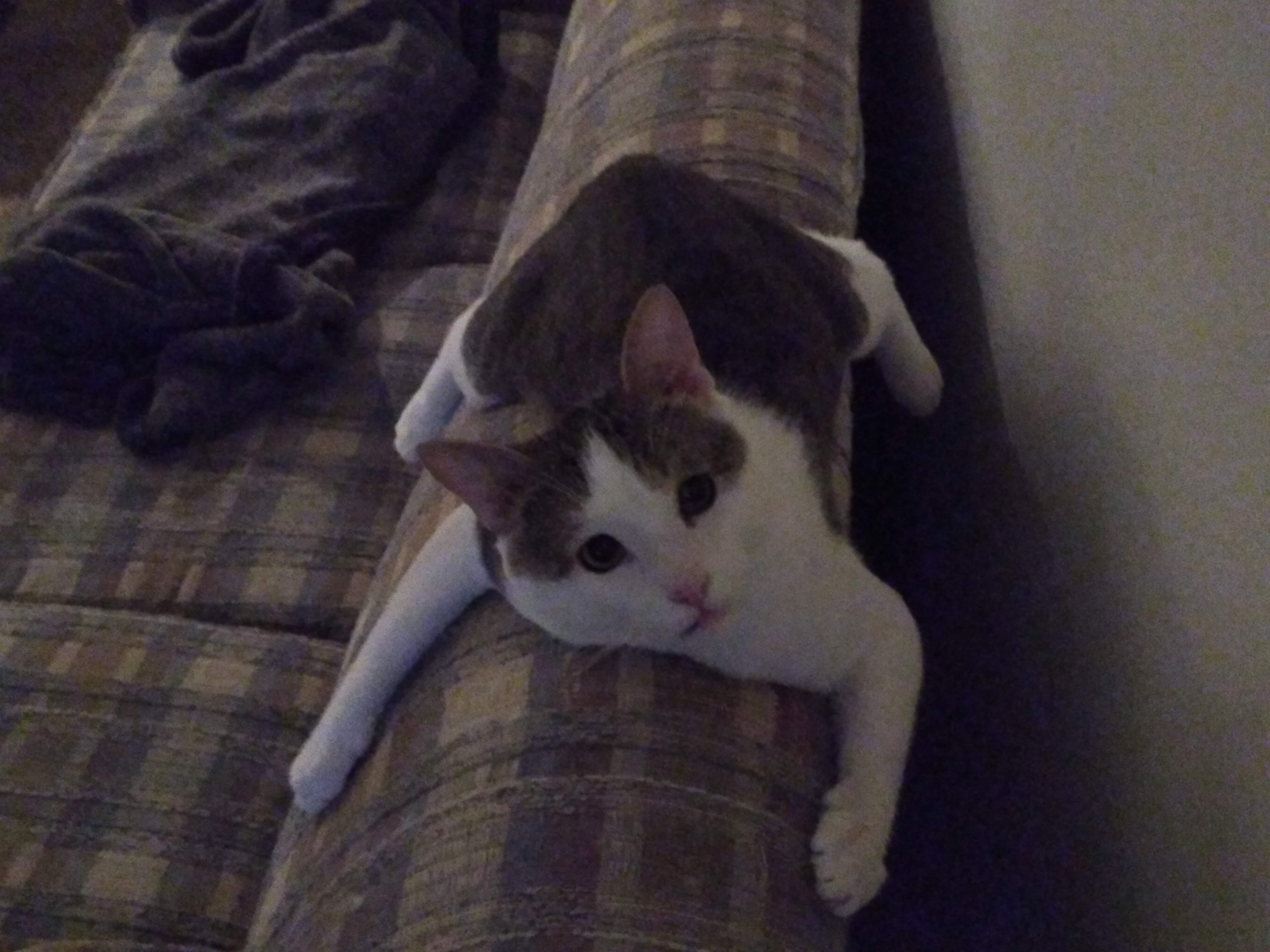 My cat lays weird lol r/aww