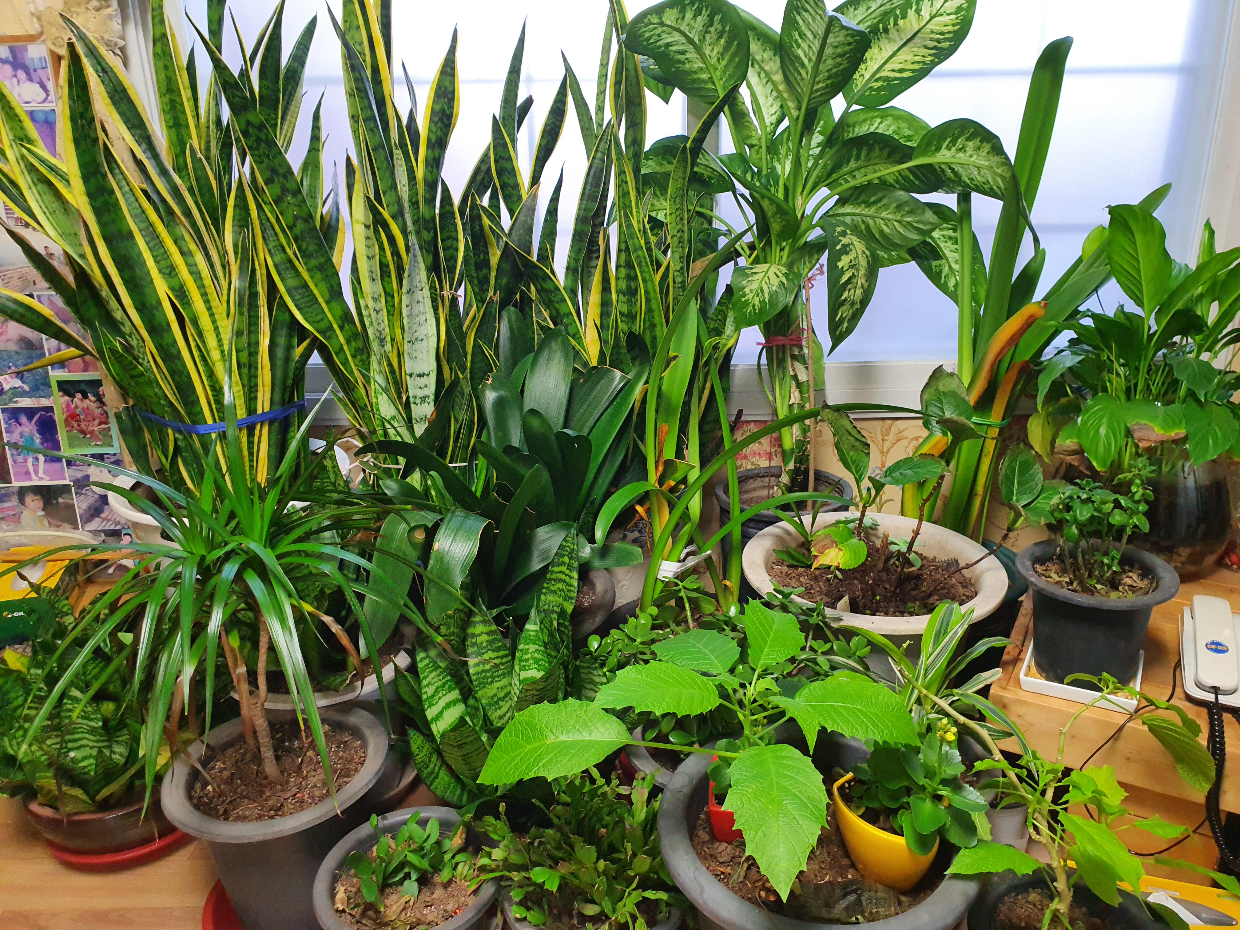 My grandma's plants in South Korea r/plants