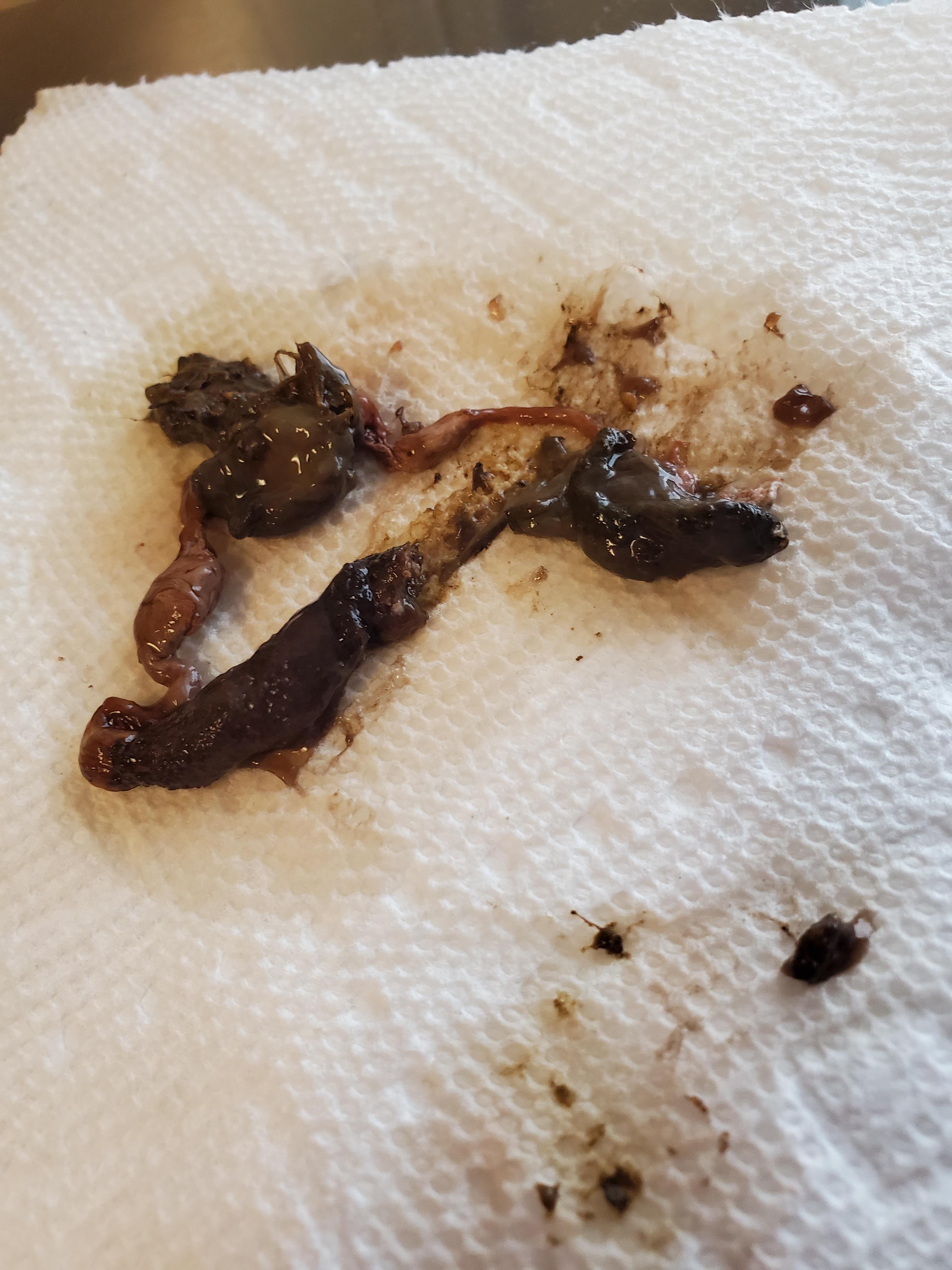 Bearded Dragon Abnormal Poop/Urate? r/BeardedDragons