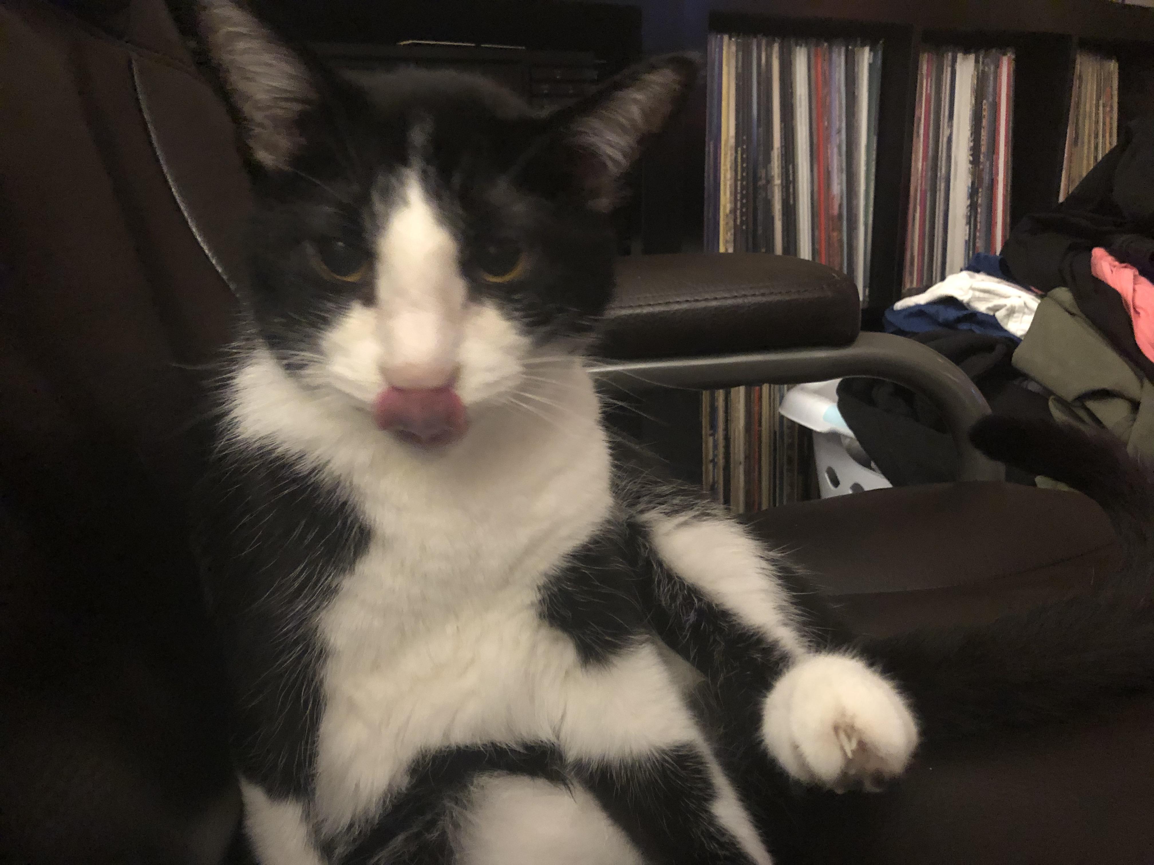 My tongue smells like cat food. r/mlem
