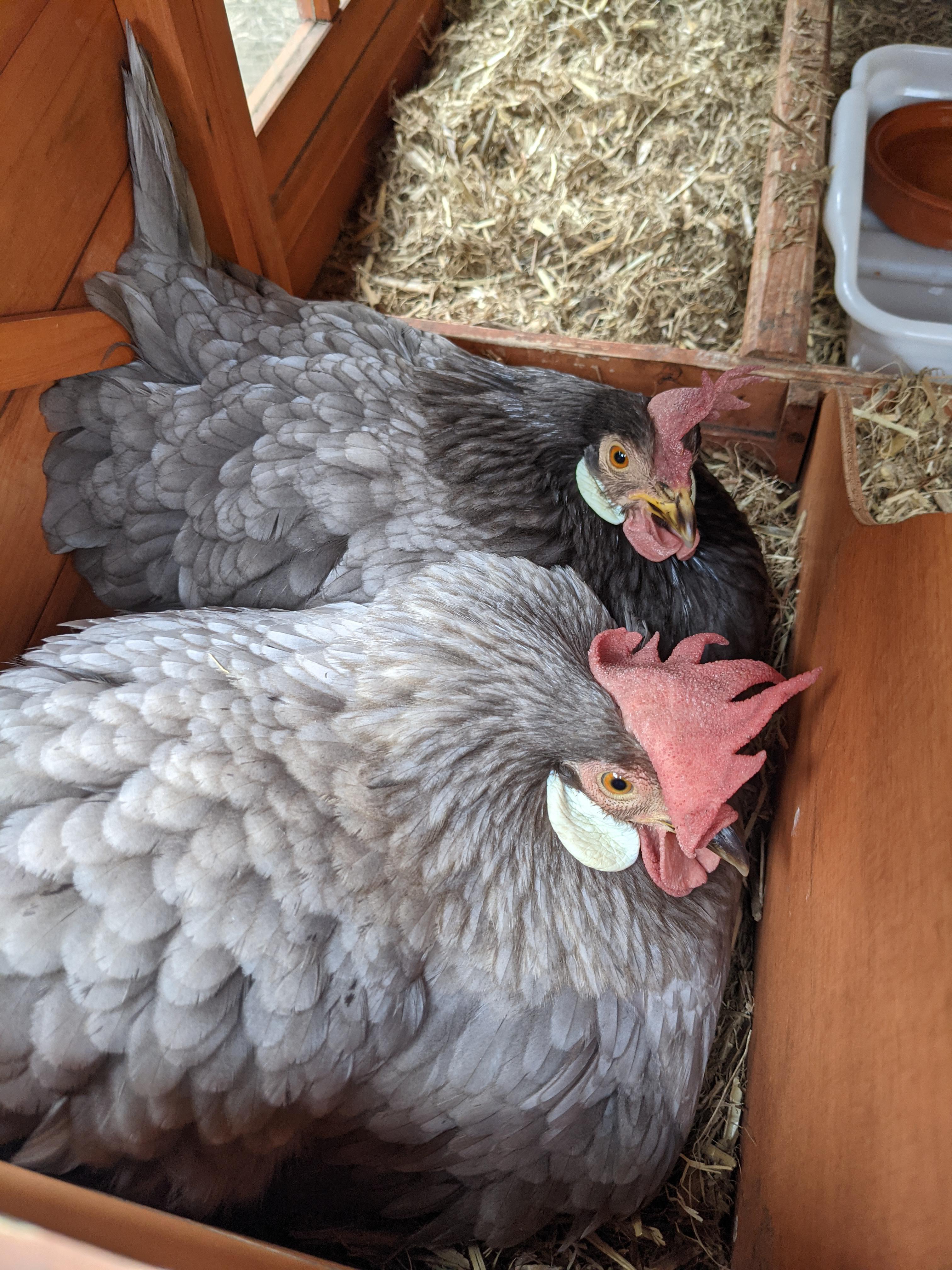 Two broody hens and the eggs are starting to hatch. What do I do? r