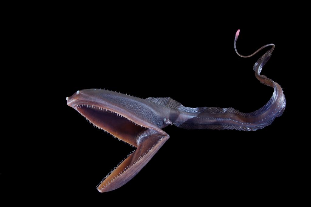🔥 This pelican eel from my nightmares 🔥 r/NatureIsFuckingLit