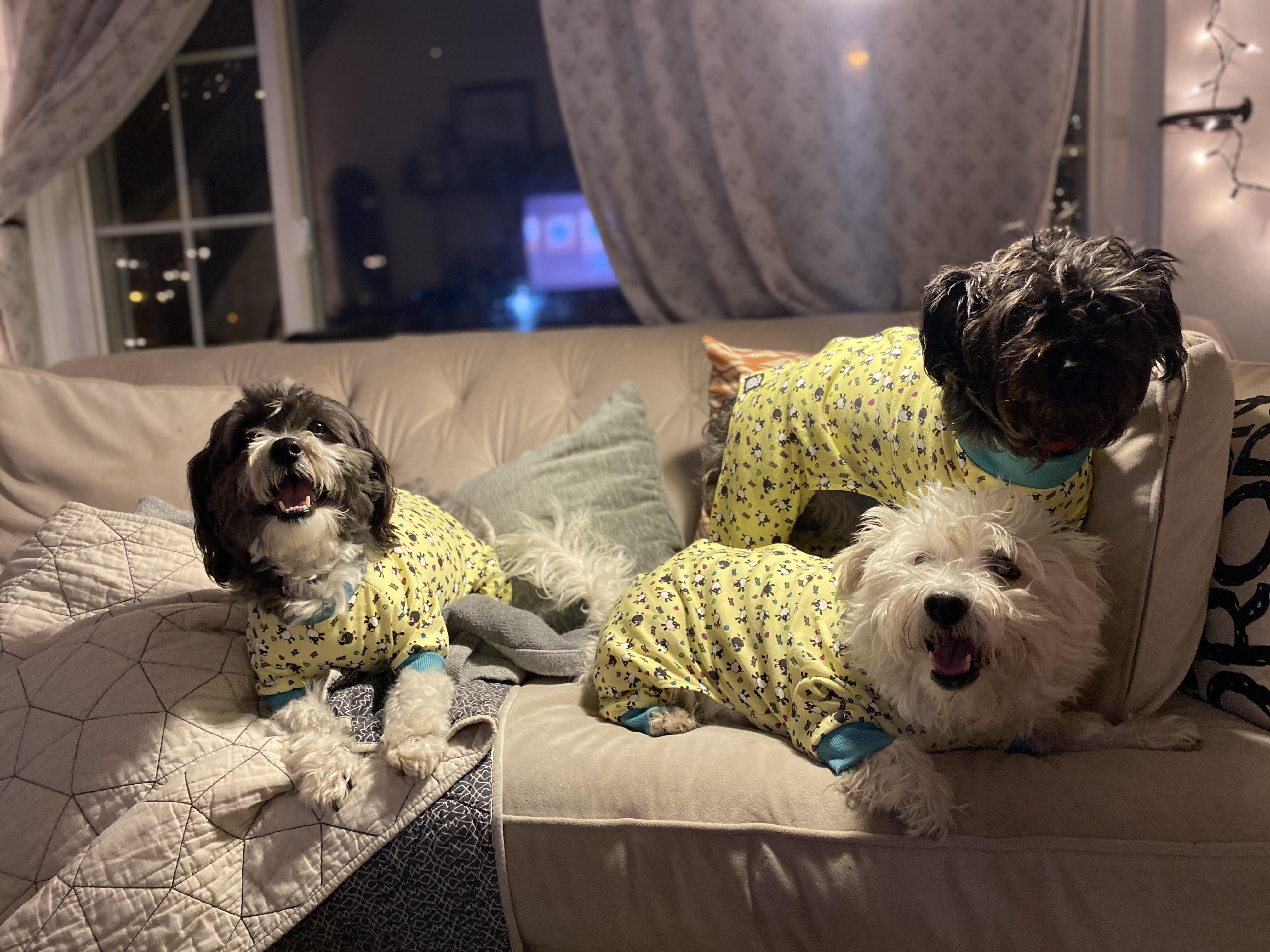 Dog sitting for a friend over the holidays and my MIL also happened to