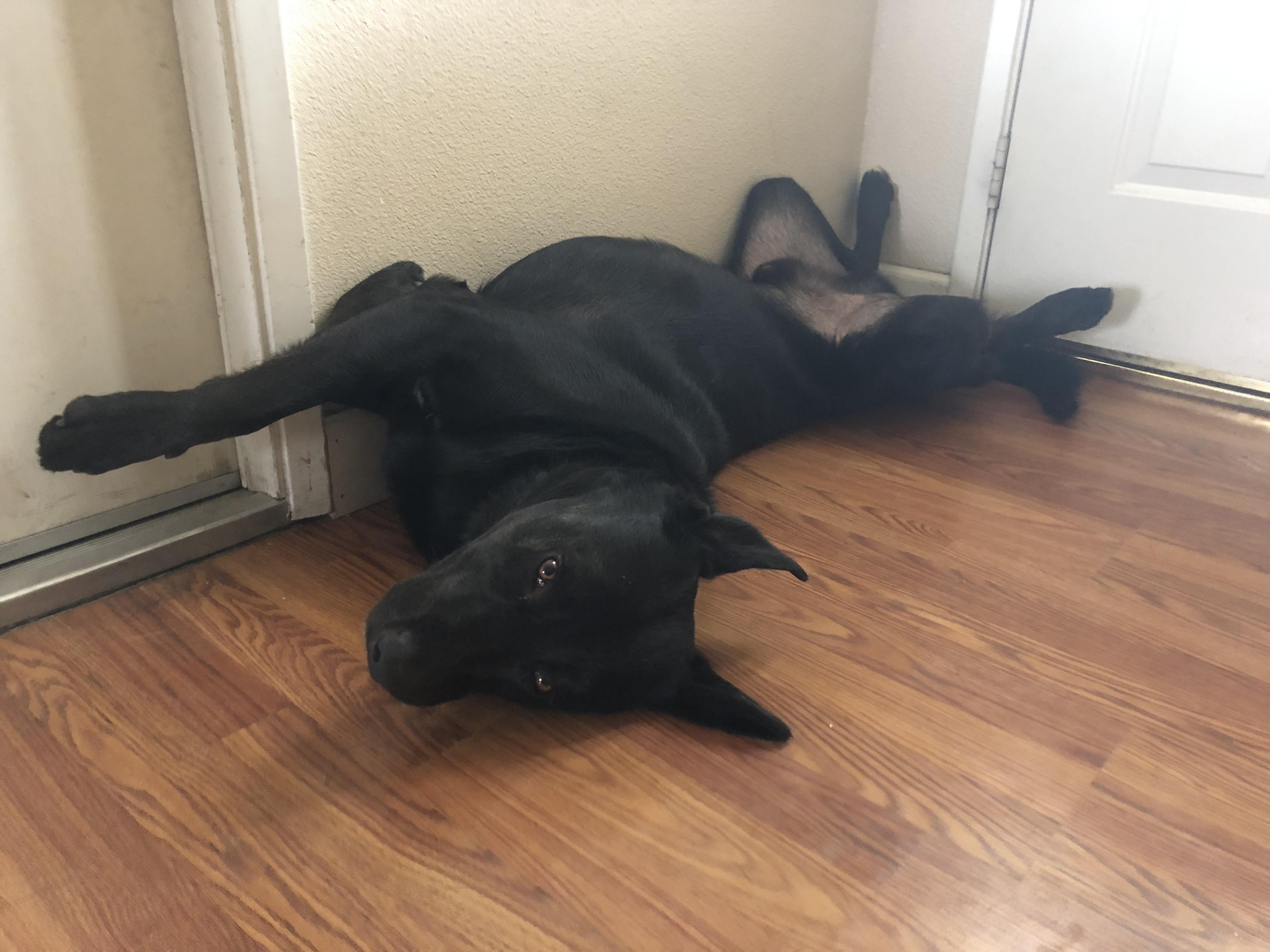 Can’t seem to get comfortable... r/dogpictures