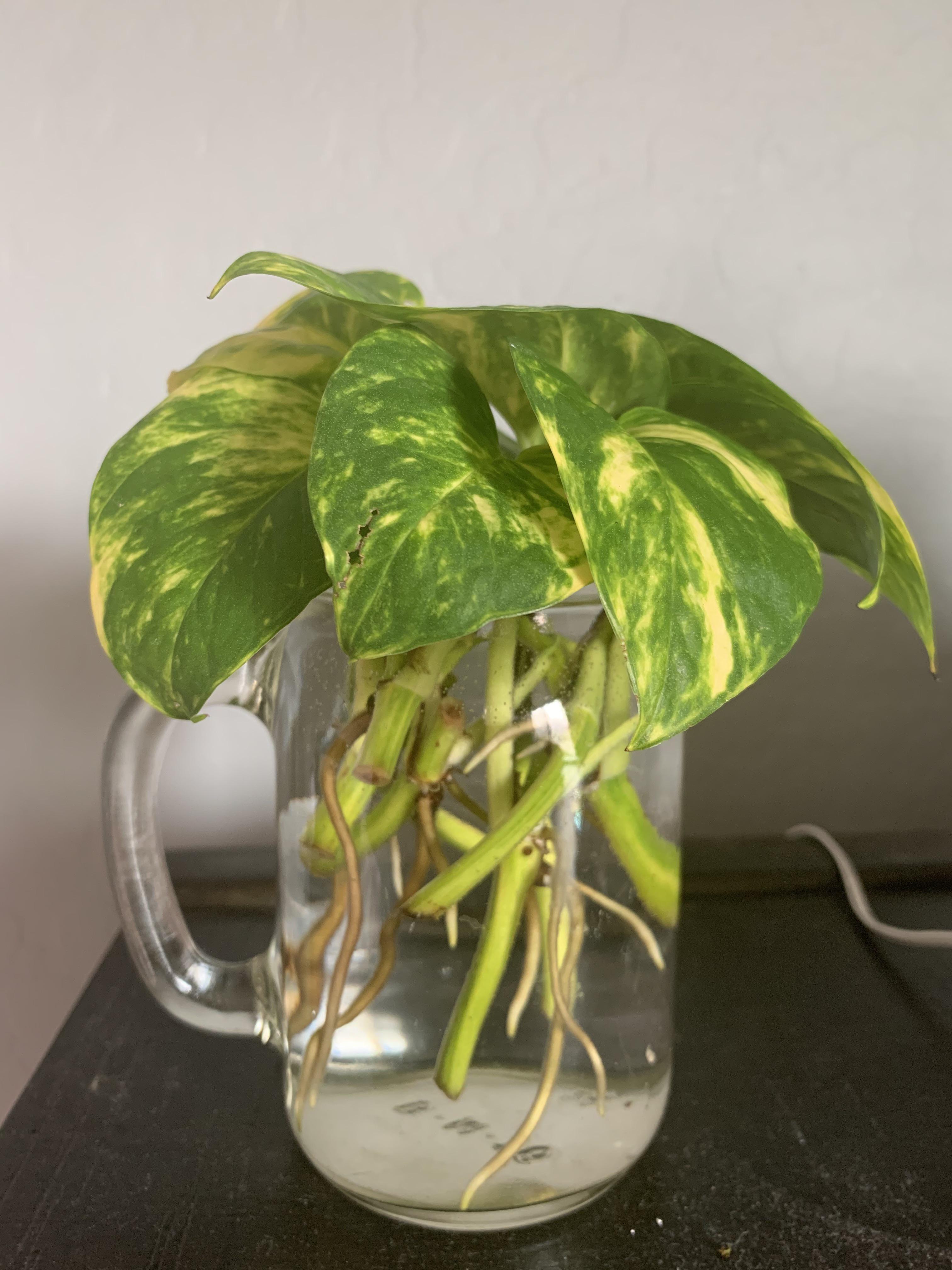 i put these pothos cuttings in water a week ago and they all already
