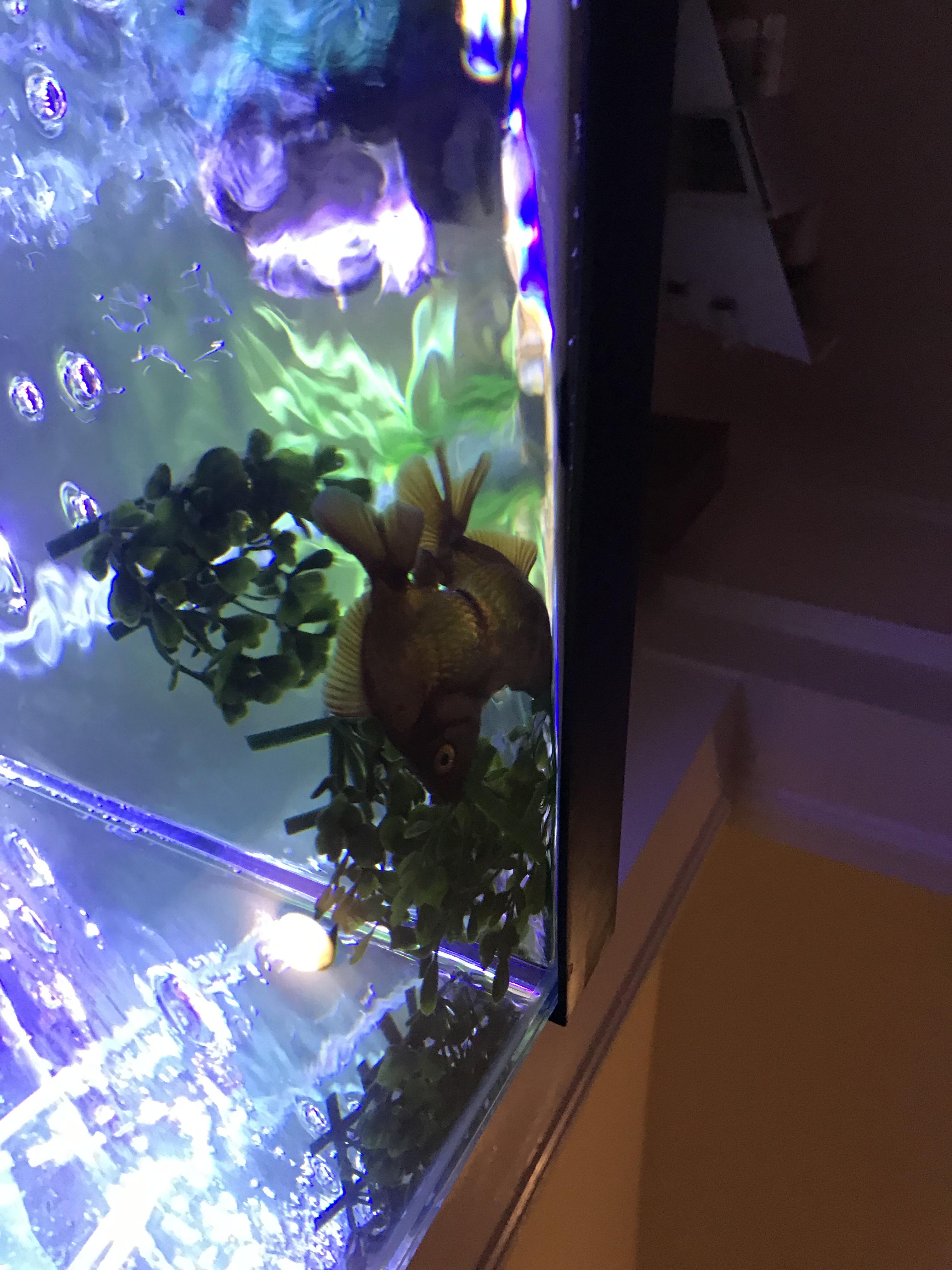 My goldfish is suddenly floating belly up on the water surface. Anyone knows why? He saw me he