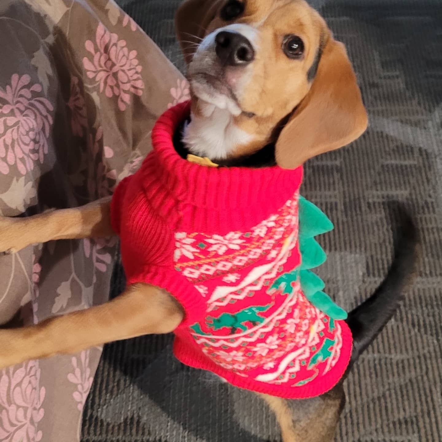 My sweet little Seymour in his dinosaur christmas sweater. Keeps him