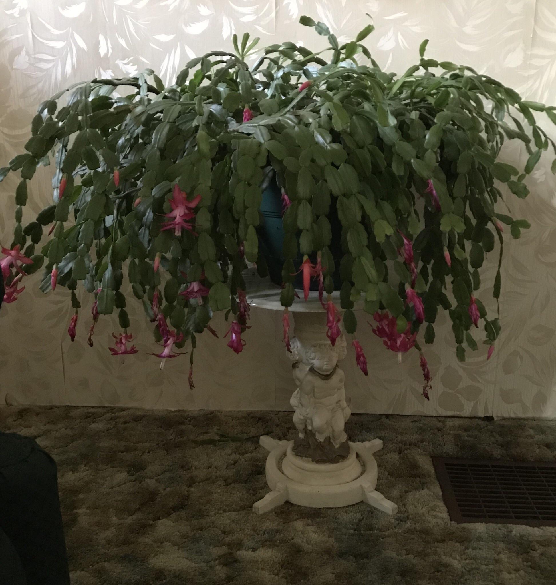 100 Year Old Christmas Cactus ) r/matureplants
