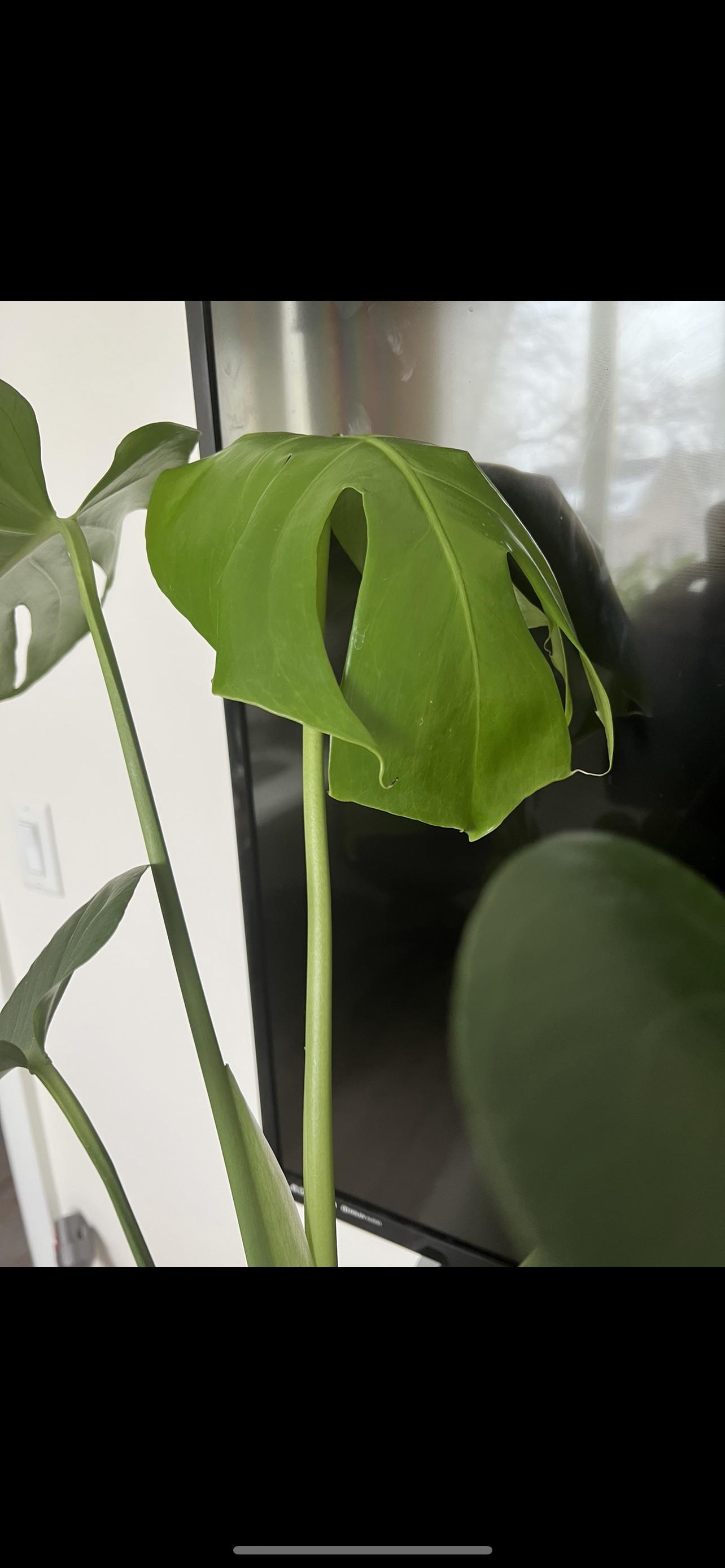 Why is my plant so sad? Just brought this beauty home. r/plantclinic