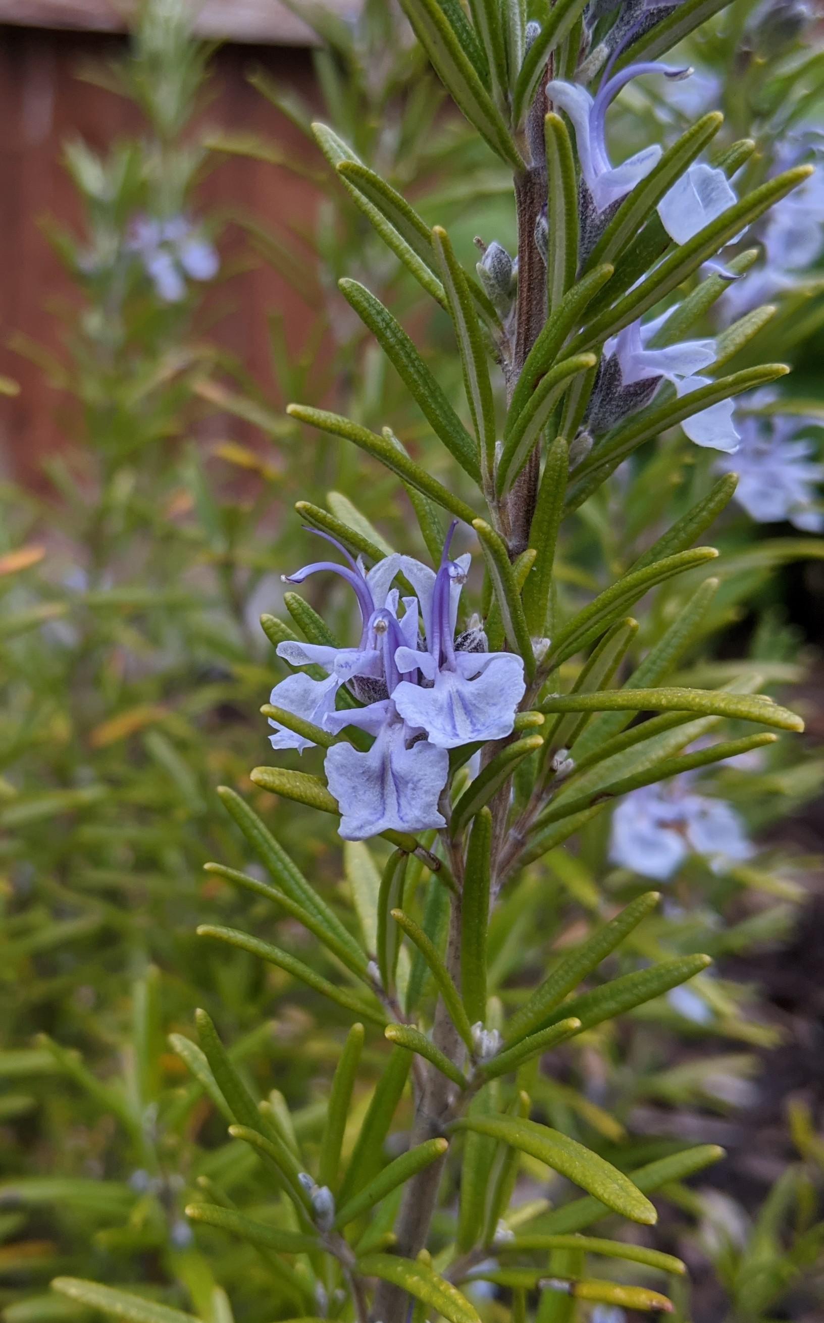 Rosemary flowering in my garden. r/BotanicalPorn