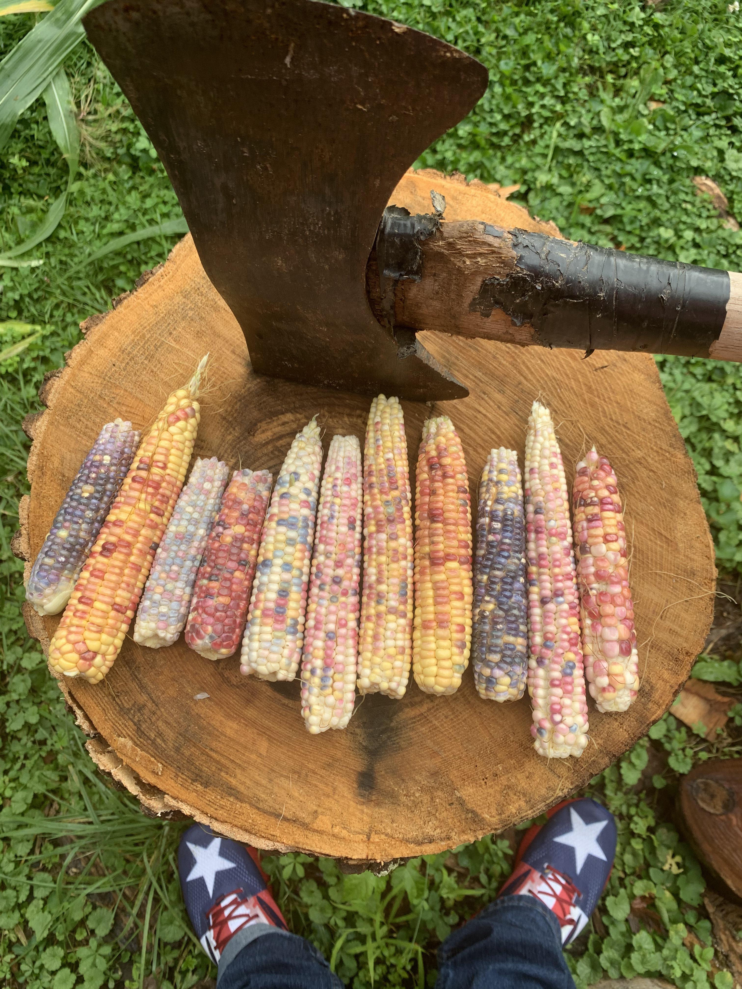 Jelly Bean Corn r/mildlyinteresting