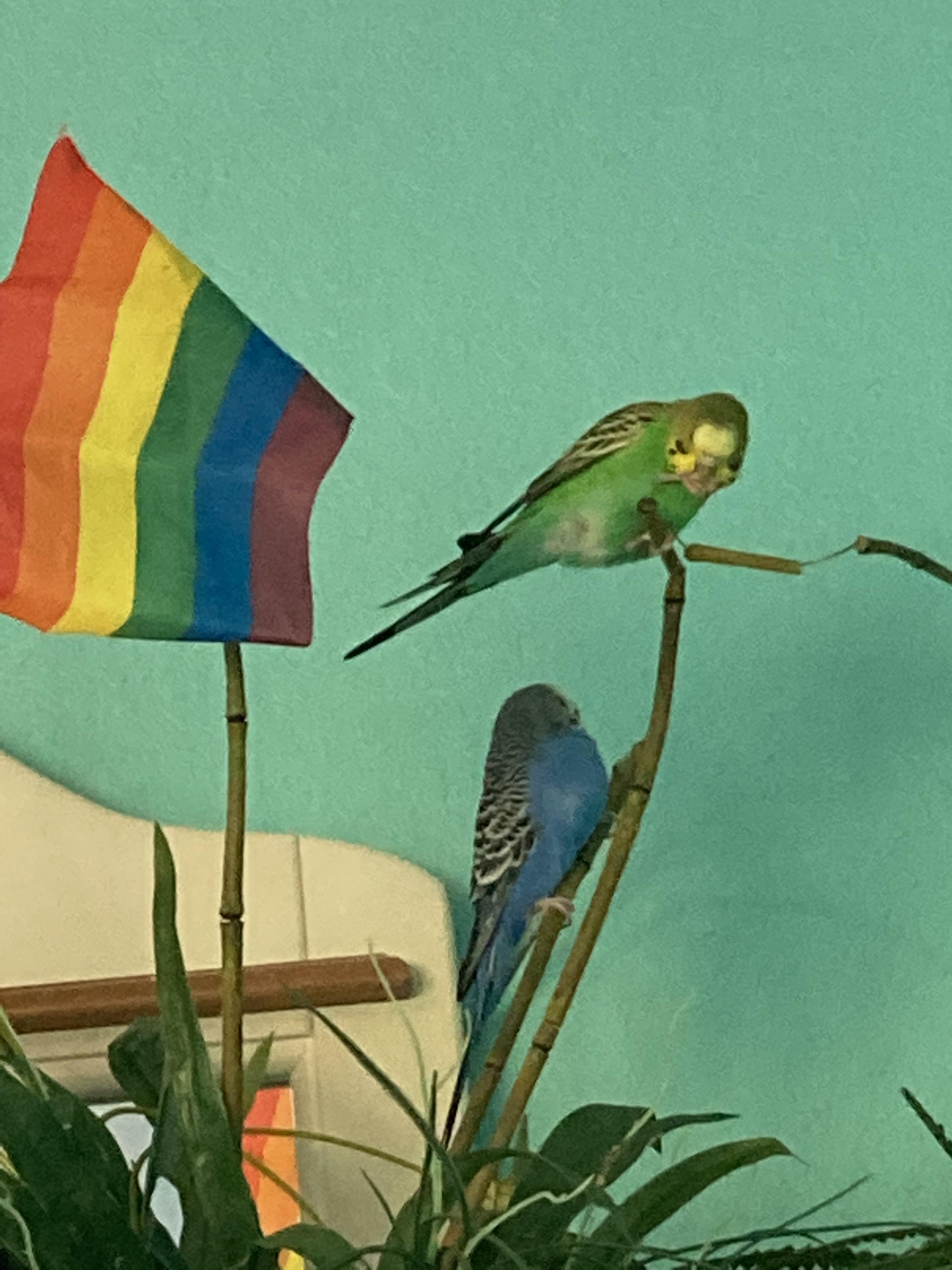 BIRB ON FAKE PLANT WITH PRIDE FLAG r/Parakeets