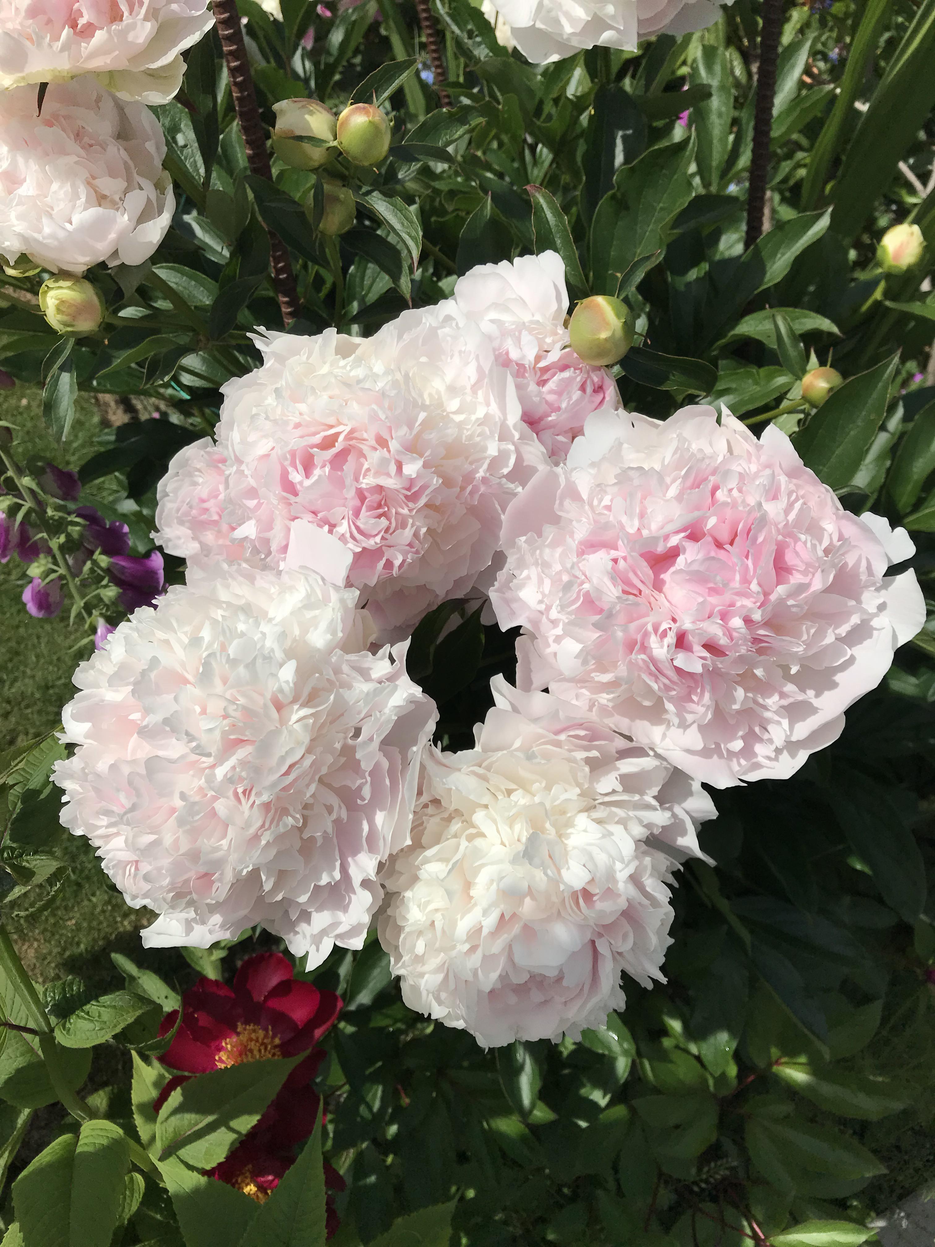 Beautiful peonies growing in Victoria, BC. r/gardening