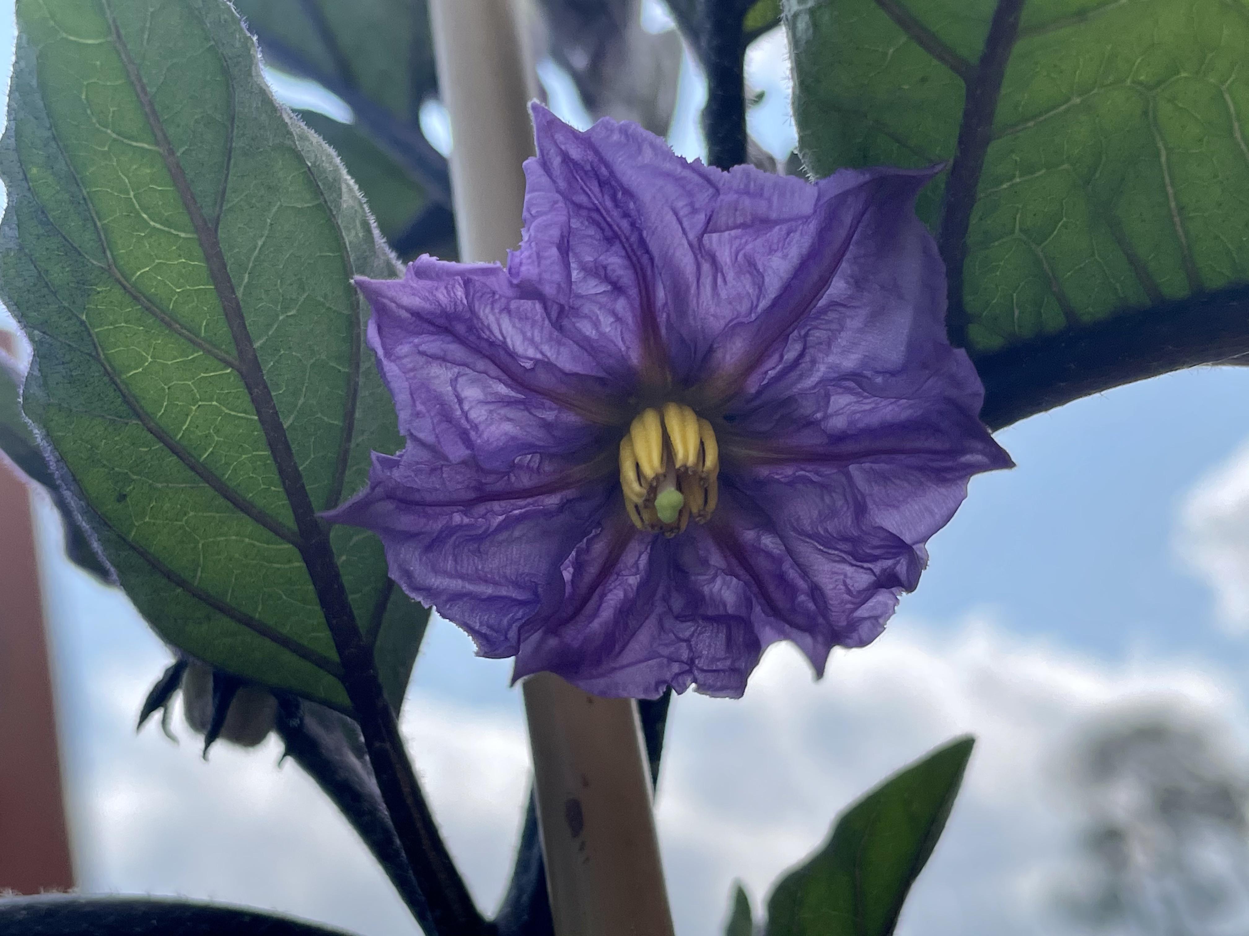 Eggplant showing off r/gardening