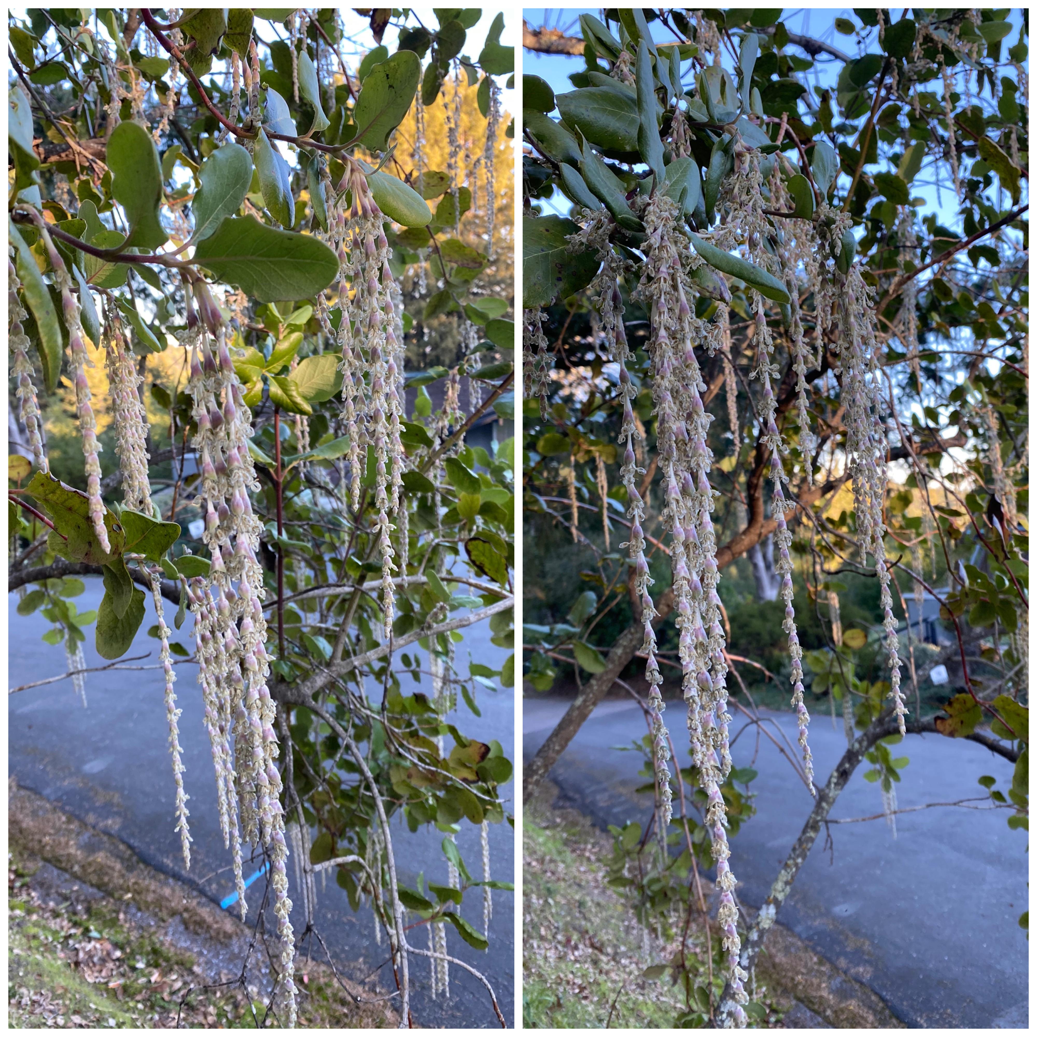 Silk tassel bush (Garrya elliptica) r/Ceanothus