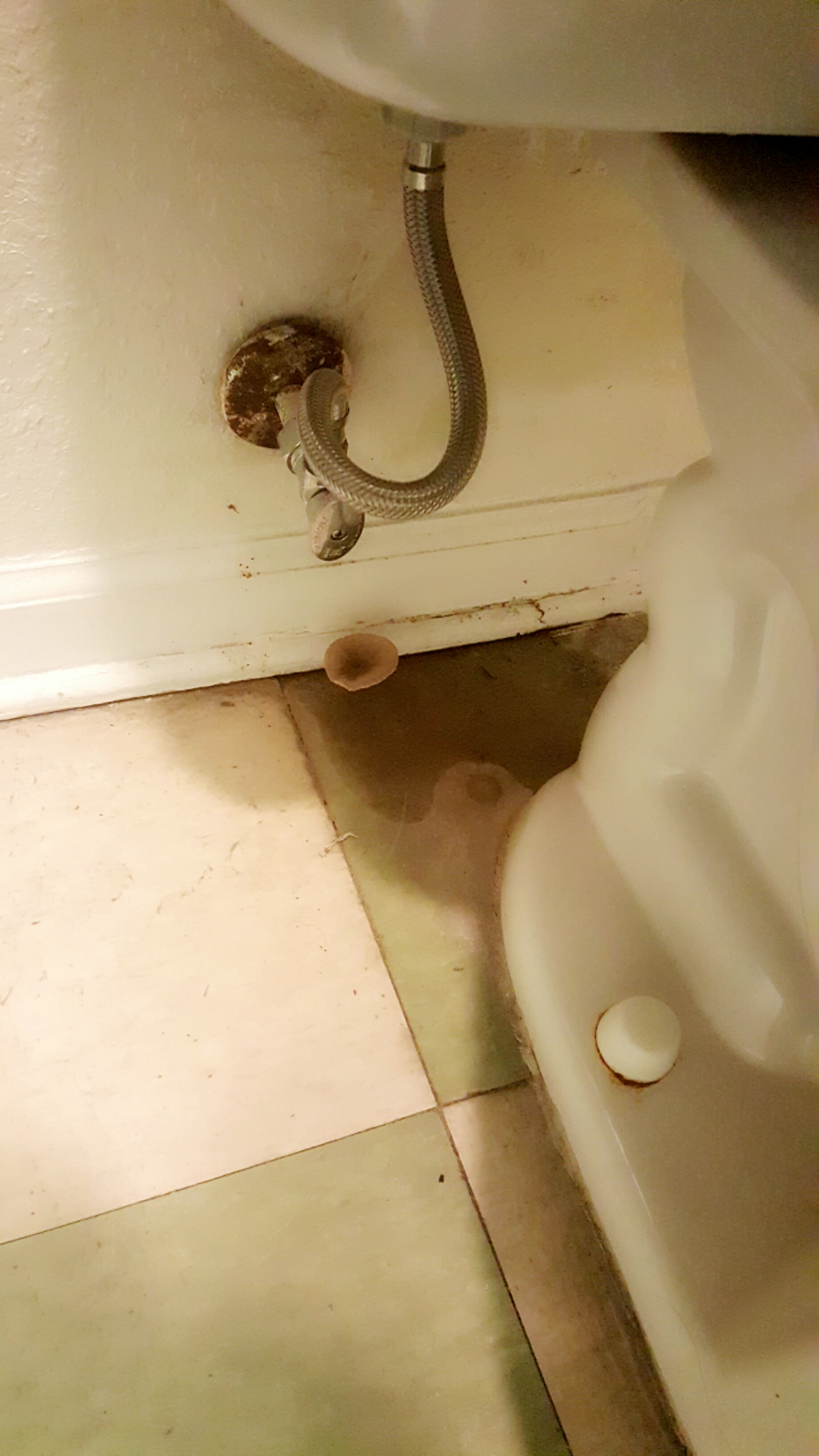 There's a fullfledged mushroom growing behind the toilet in one of my