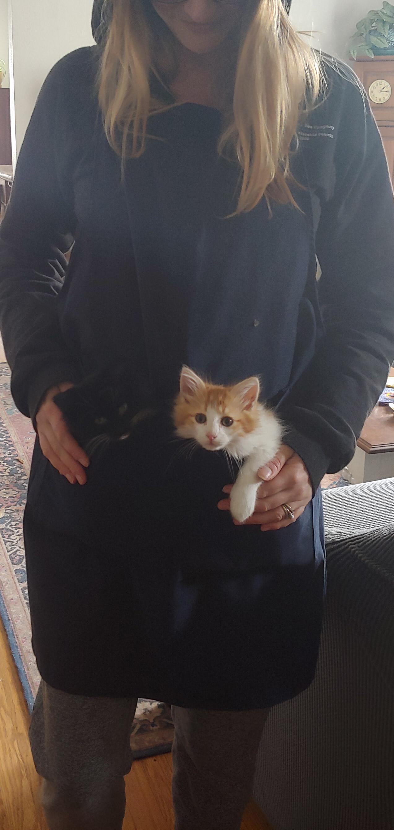 Convenient kittencarrying apron r/Eyebleach