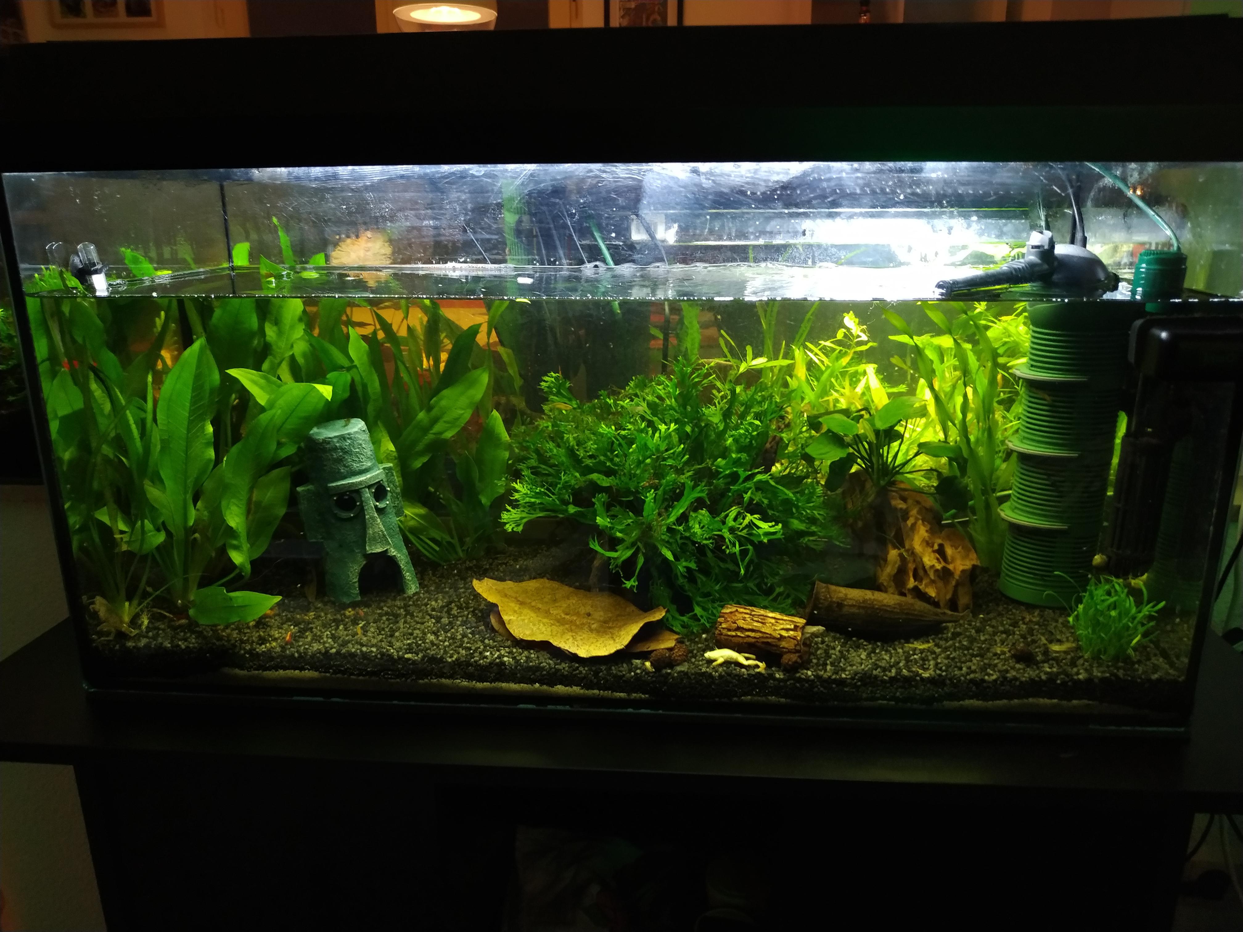 22 gallons tank with African dwarf frogs r/Aquariums