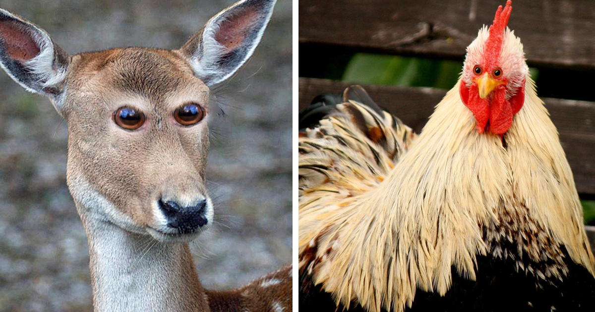 What a deer and a chicken would look like if their eyes were on the