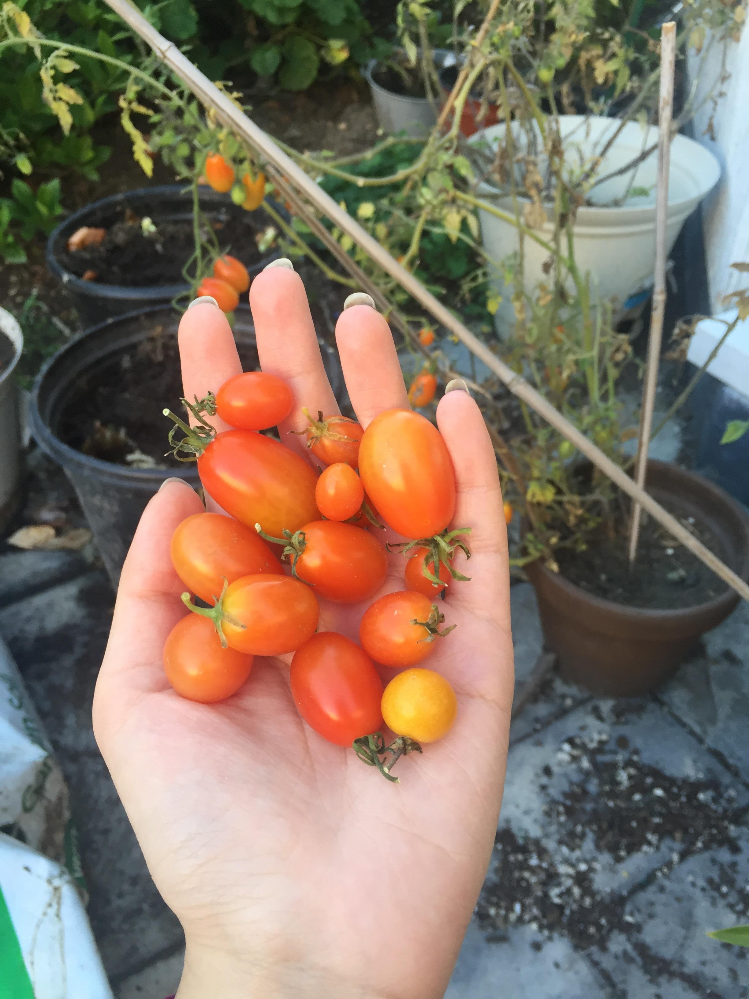 Blessed to live in Northern CA where I can still harvest tomatoes in