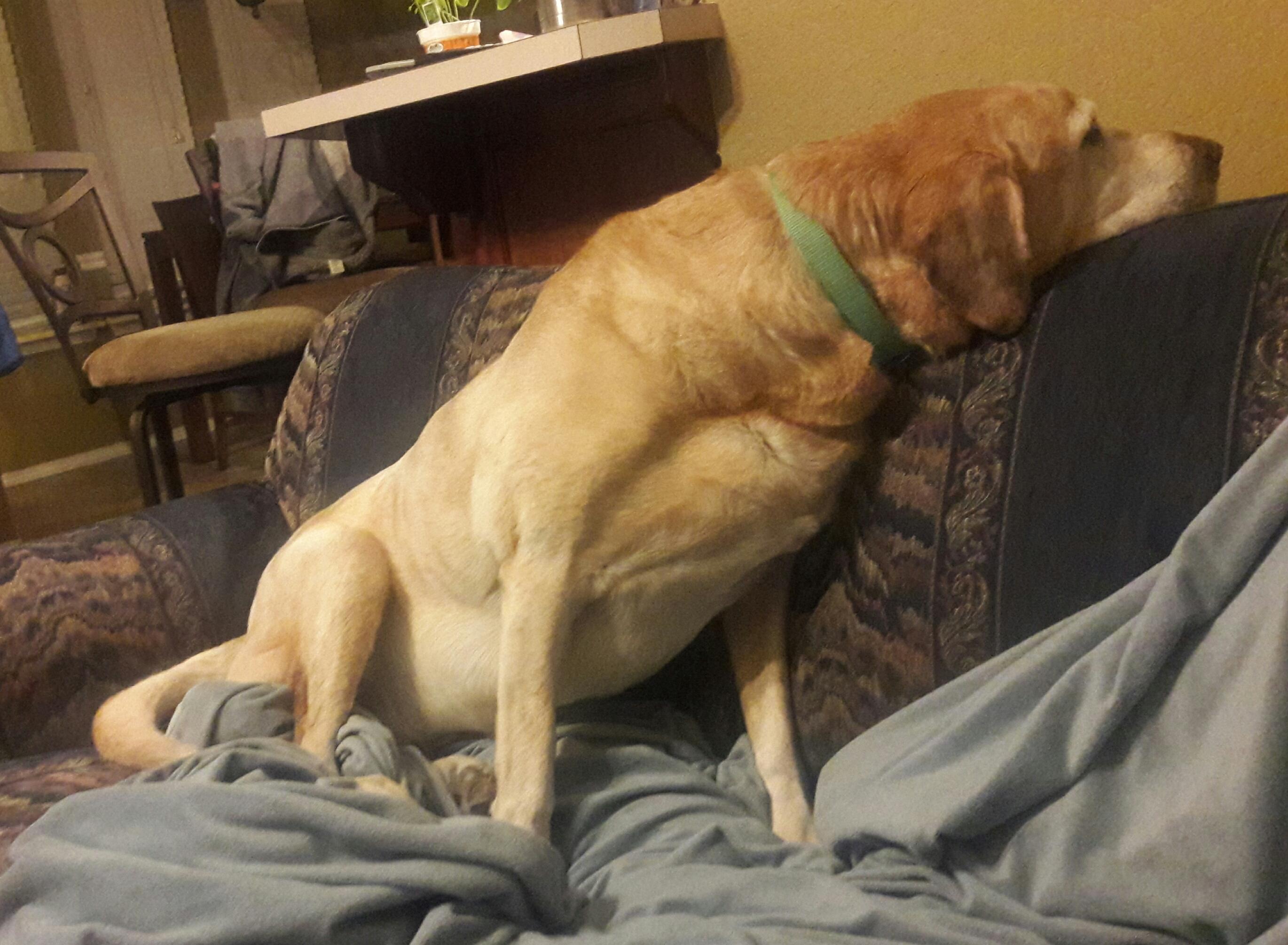 Last week my dog couldn't figure out how to lay down by the coffee