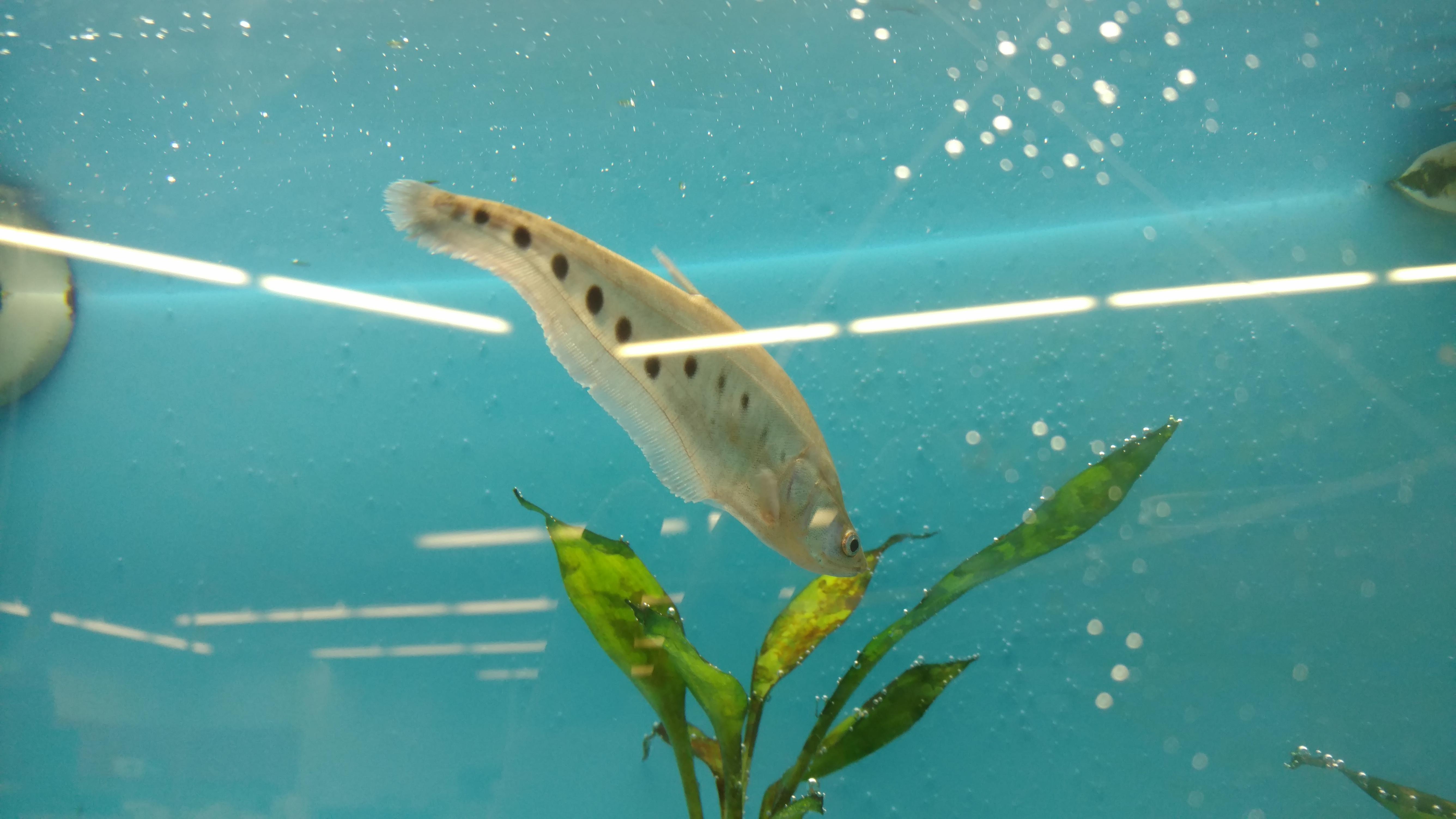 Fish ID. Found at Petco. Worker had no idea and no card for it on the